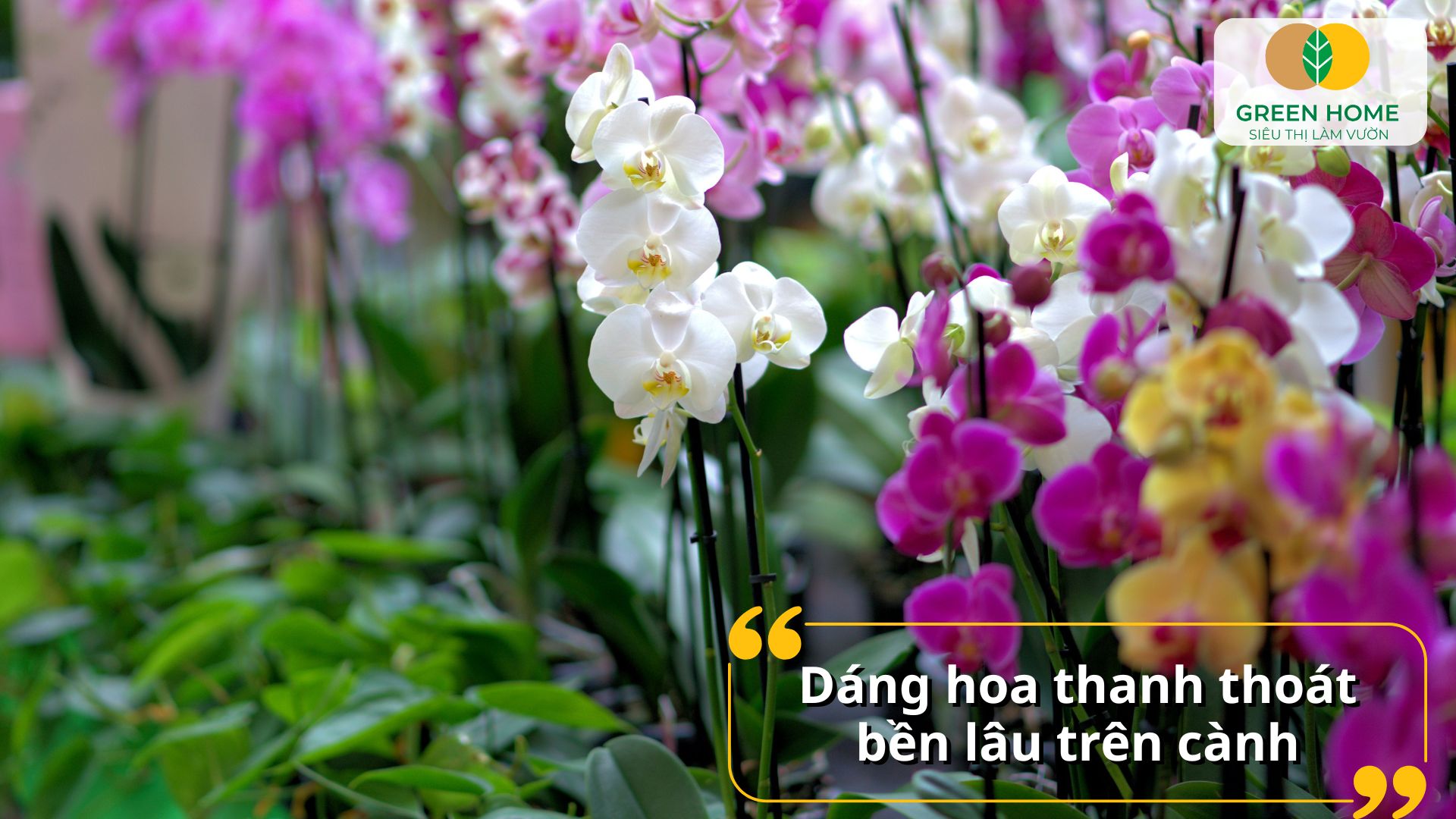 Cây lan mang ý nghĩa phong thủy về sự thịnh vượng và hạnh phúc