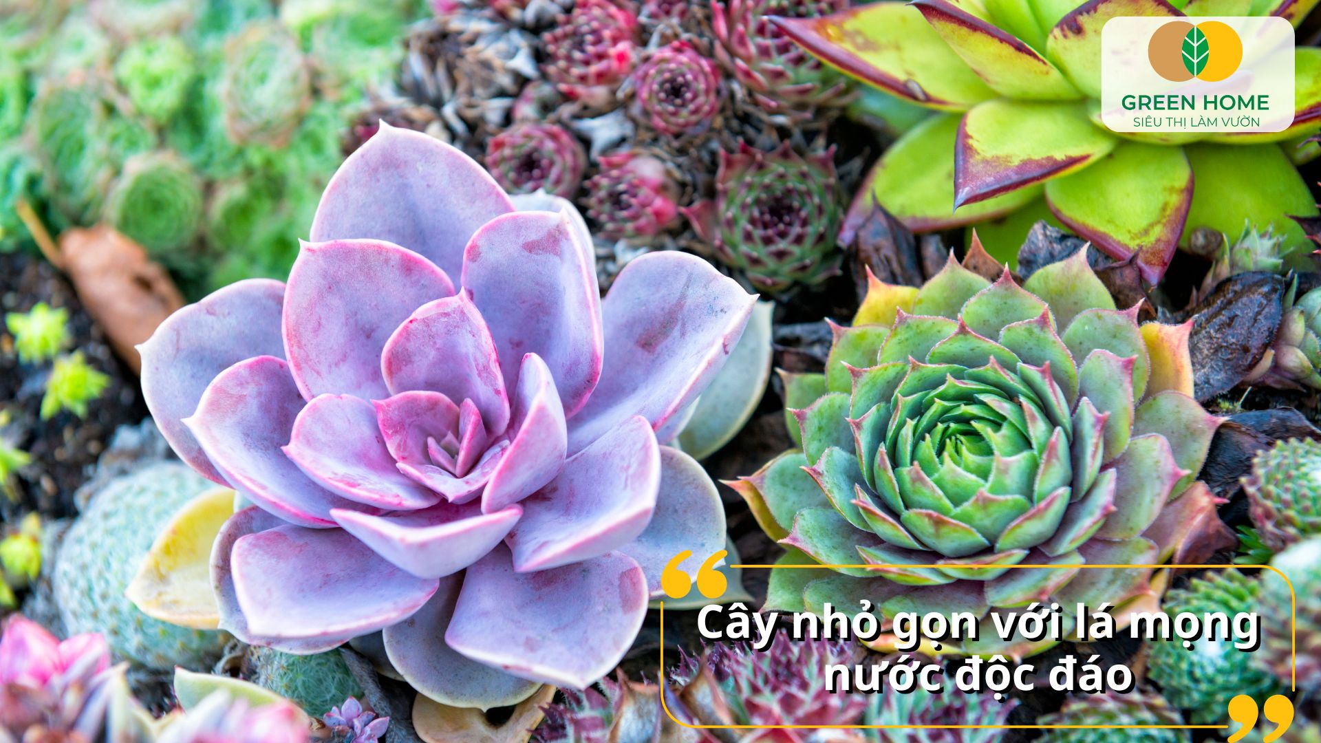 Cây sen đá mini để bàn giúp không gian thêm xanh mát