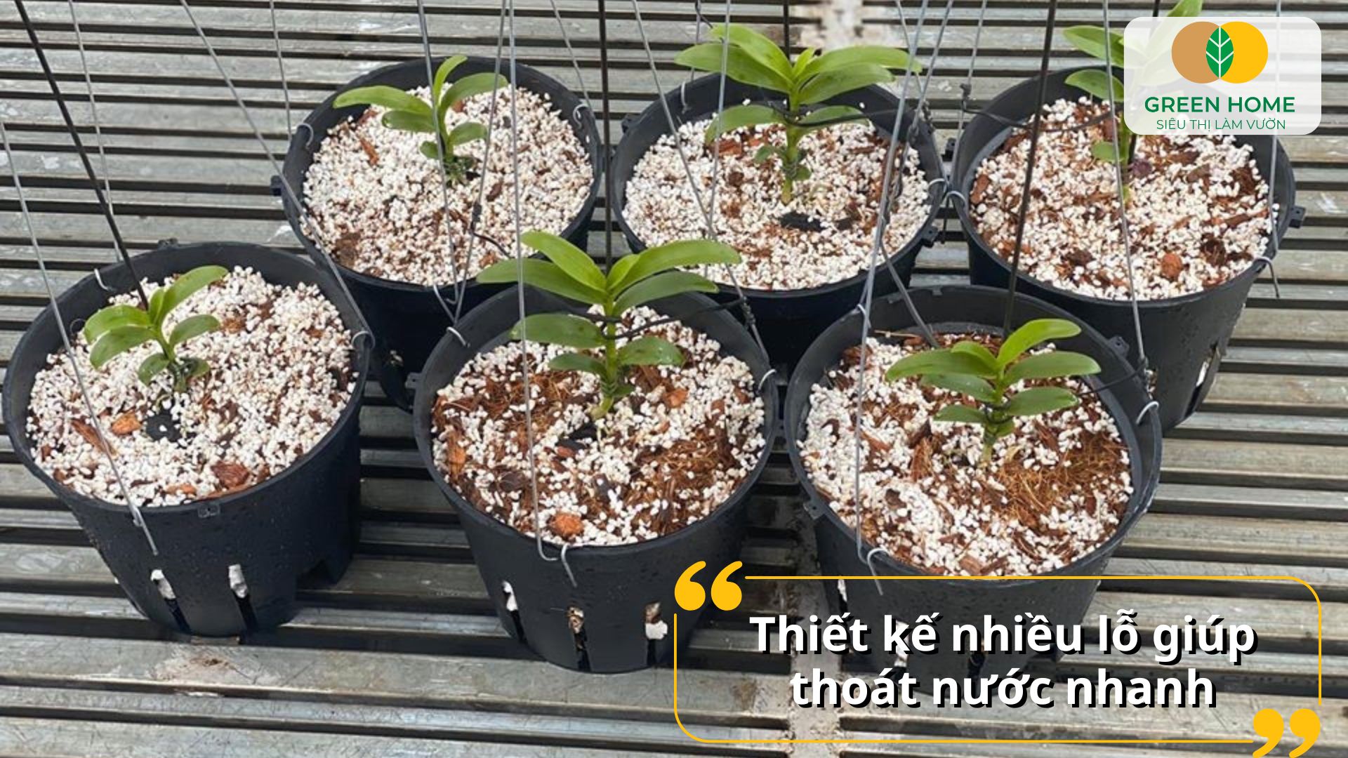 Chậu nhựa trồng lan bền chắc chống chịu tốt với nắng mưa