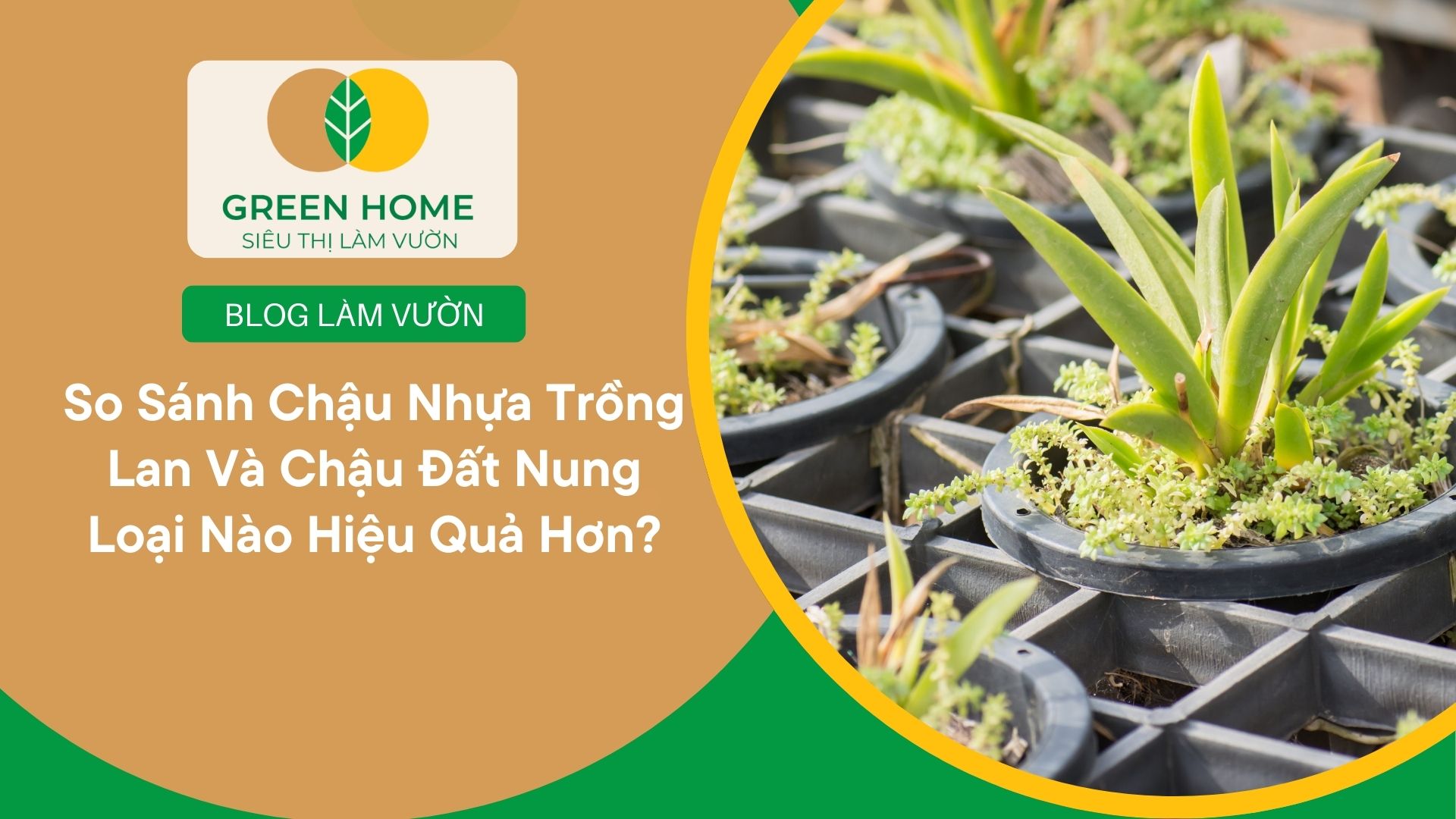 So Sánh Chậu Nhựa Trồng Lan Và Chậu Đất Nung Loại Nào Hiệu Quả Hơn?