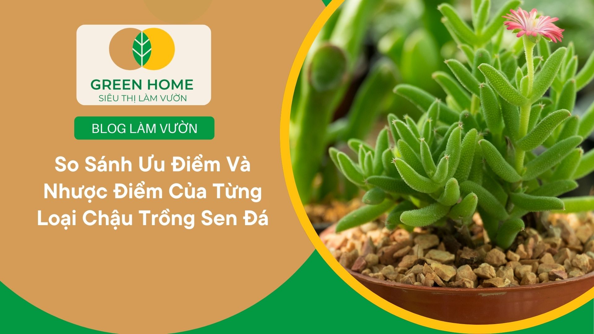 So Sánh Ưu Điểm Và Nhược Điểm Của Từng Loại Chậu Trồng Sen Đá