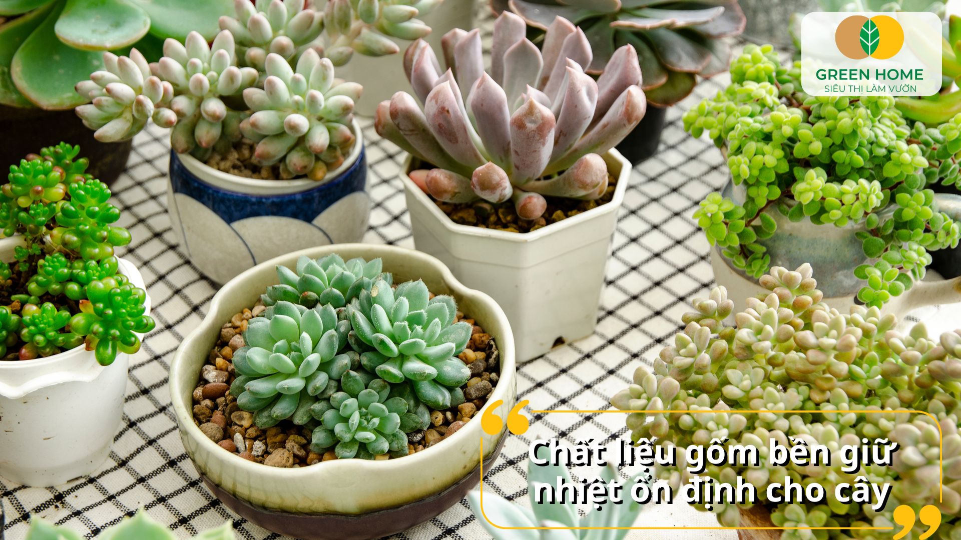 Chậu trồng sen đá men sứ bóng đẹp sang trọng