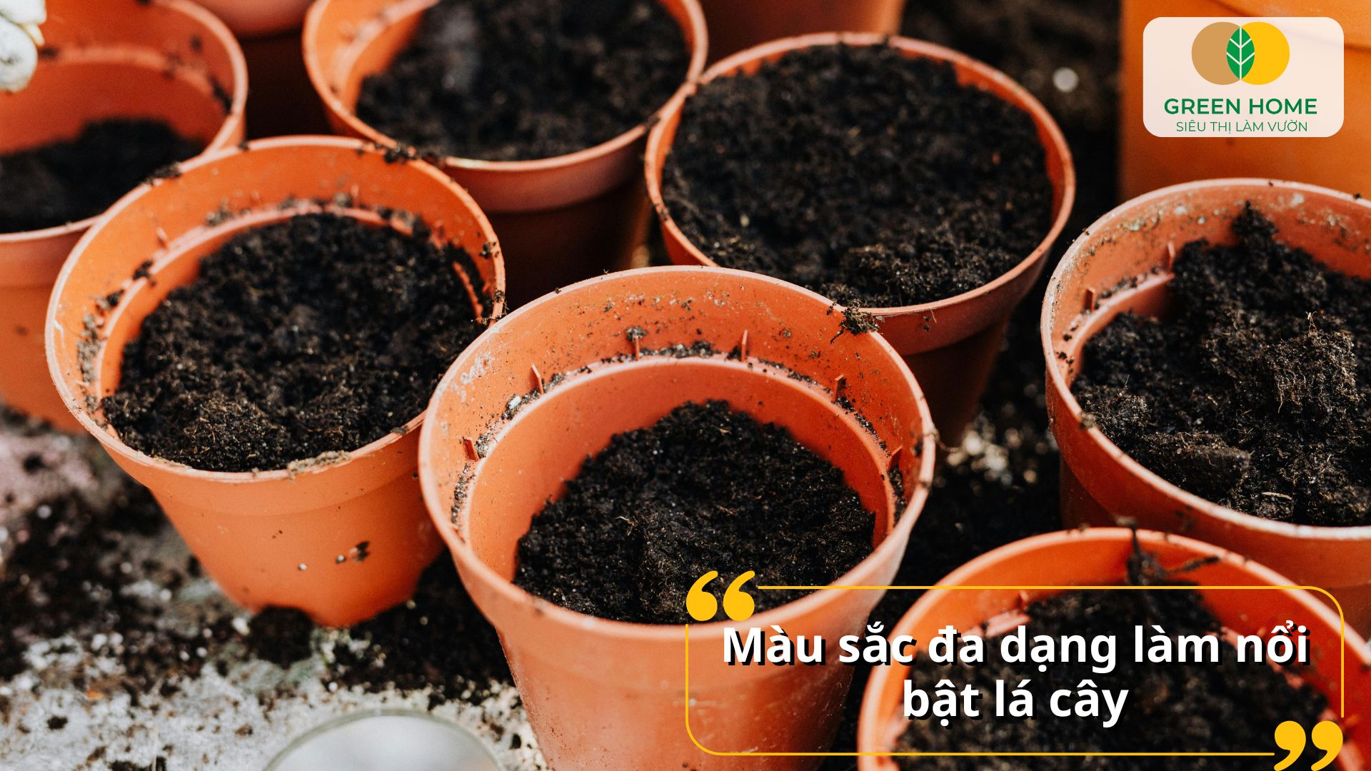 Chậu trồng sen đá nhiều màu sắc dễ phối hợp không gian