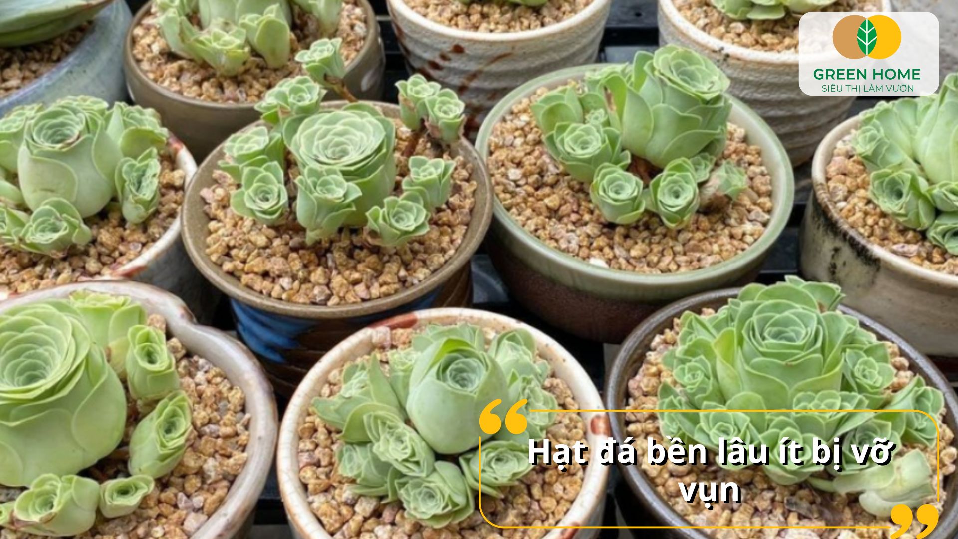 Đá Masato không chứa mầm bệnh gây hại cho cây