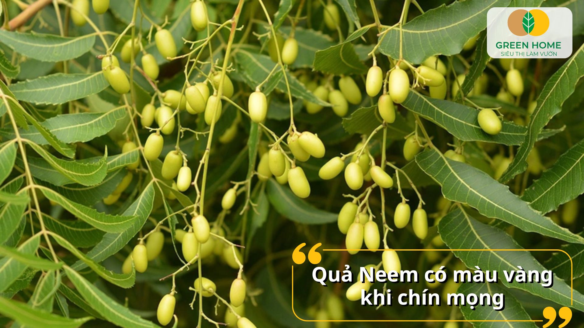 Dầu neem trị bọ trĩ giúp lá cây luôn xanh mướt và khỏe mạnh