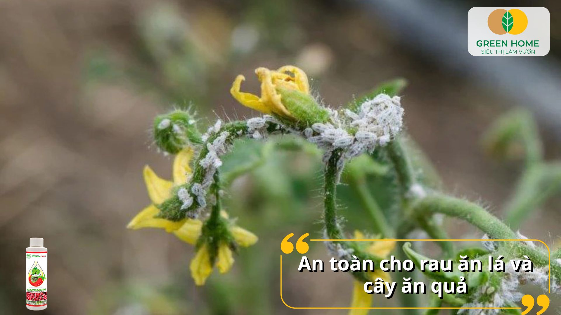 Dầu neem trị bọ trĩ góp phần tạo ra khu vườn xanh, sạch và an toàn