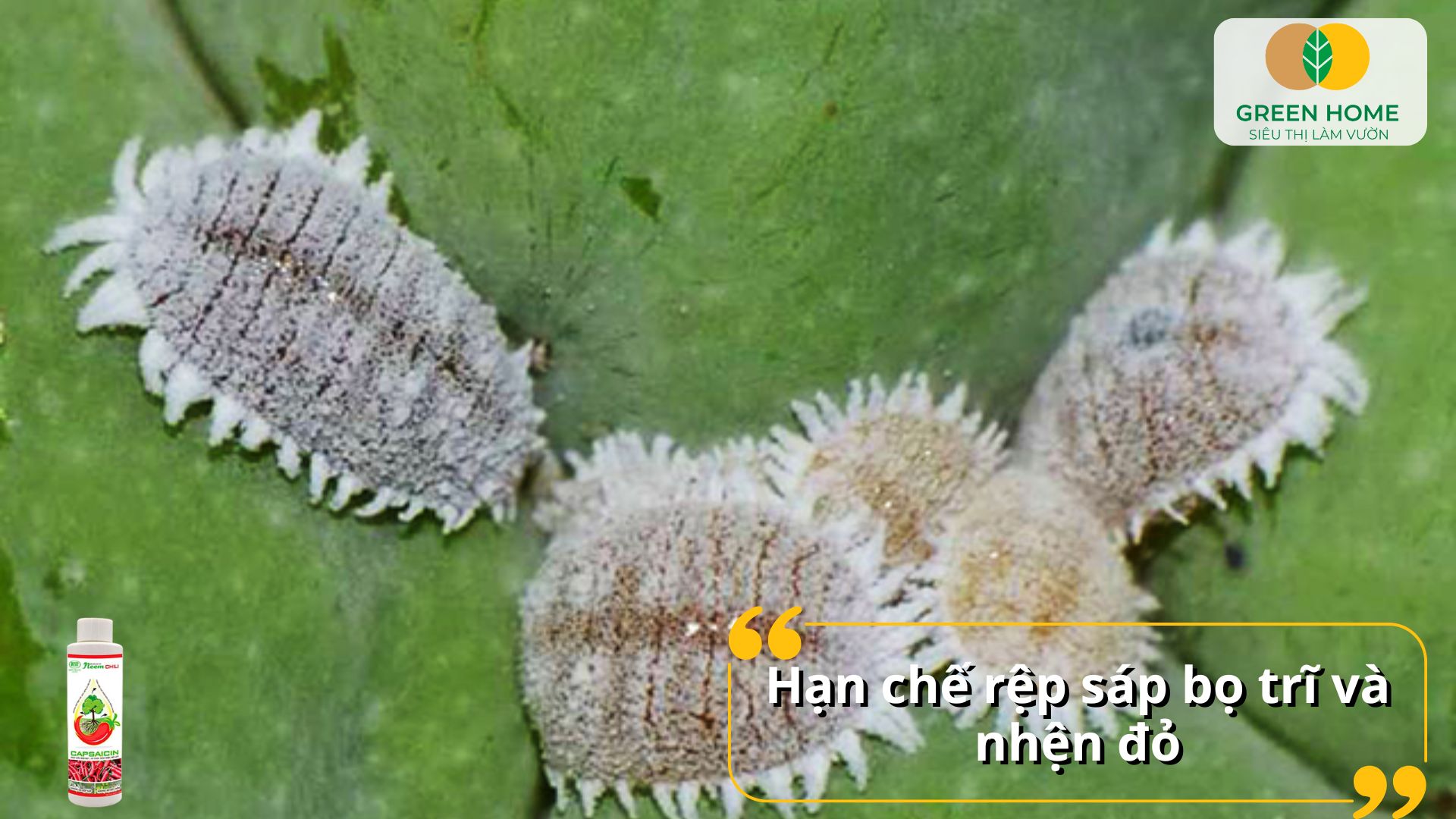 Dầu neem trị bọ trĩ có tác dụng kháng nấm và vi khuẩn tự nhiên