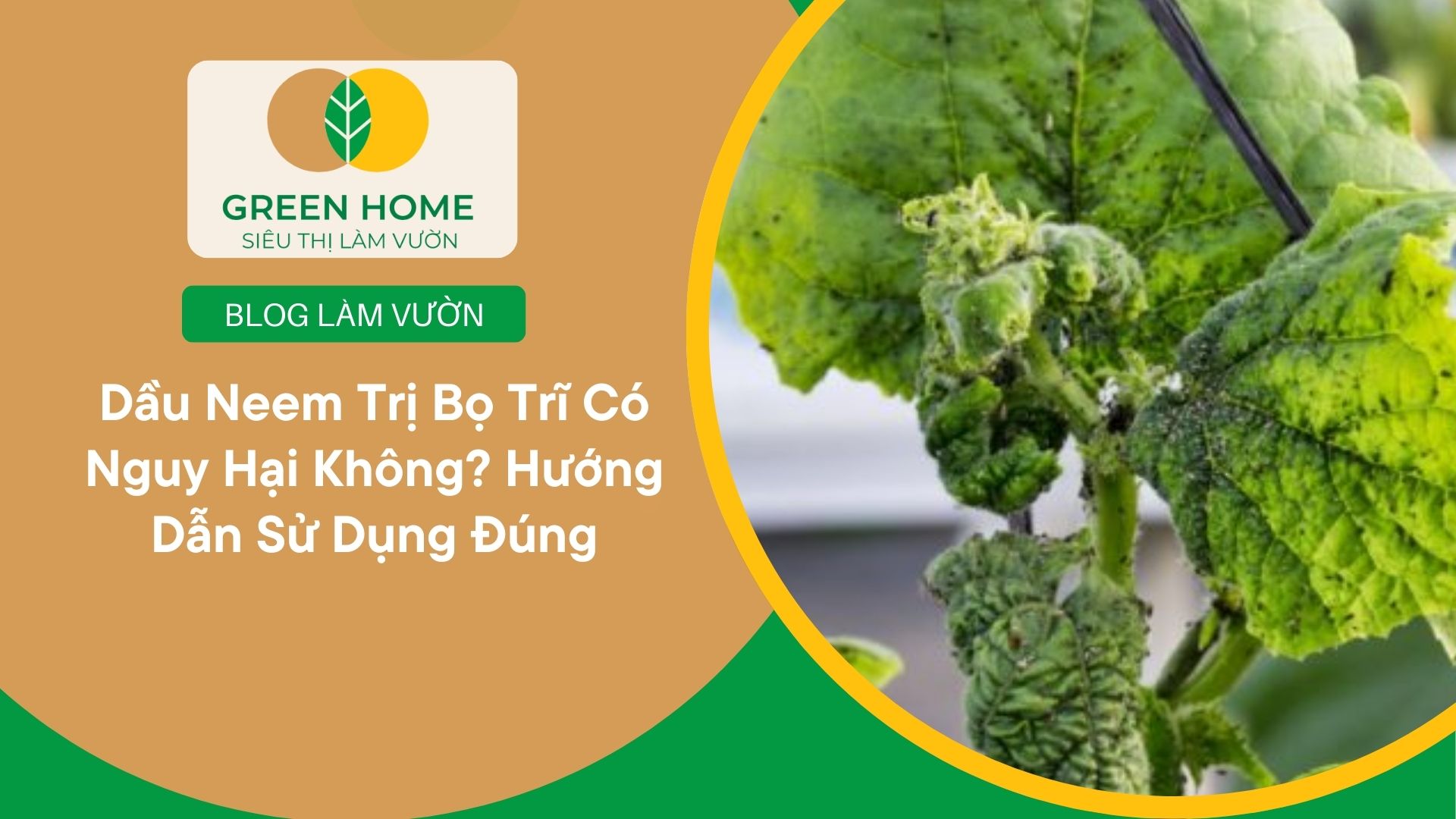 Dầu Neem Trị Bọ Trĩ Có Nguy Hại Không? Hướng Dẫn Sử Dụng Đúng