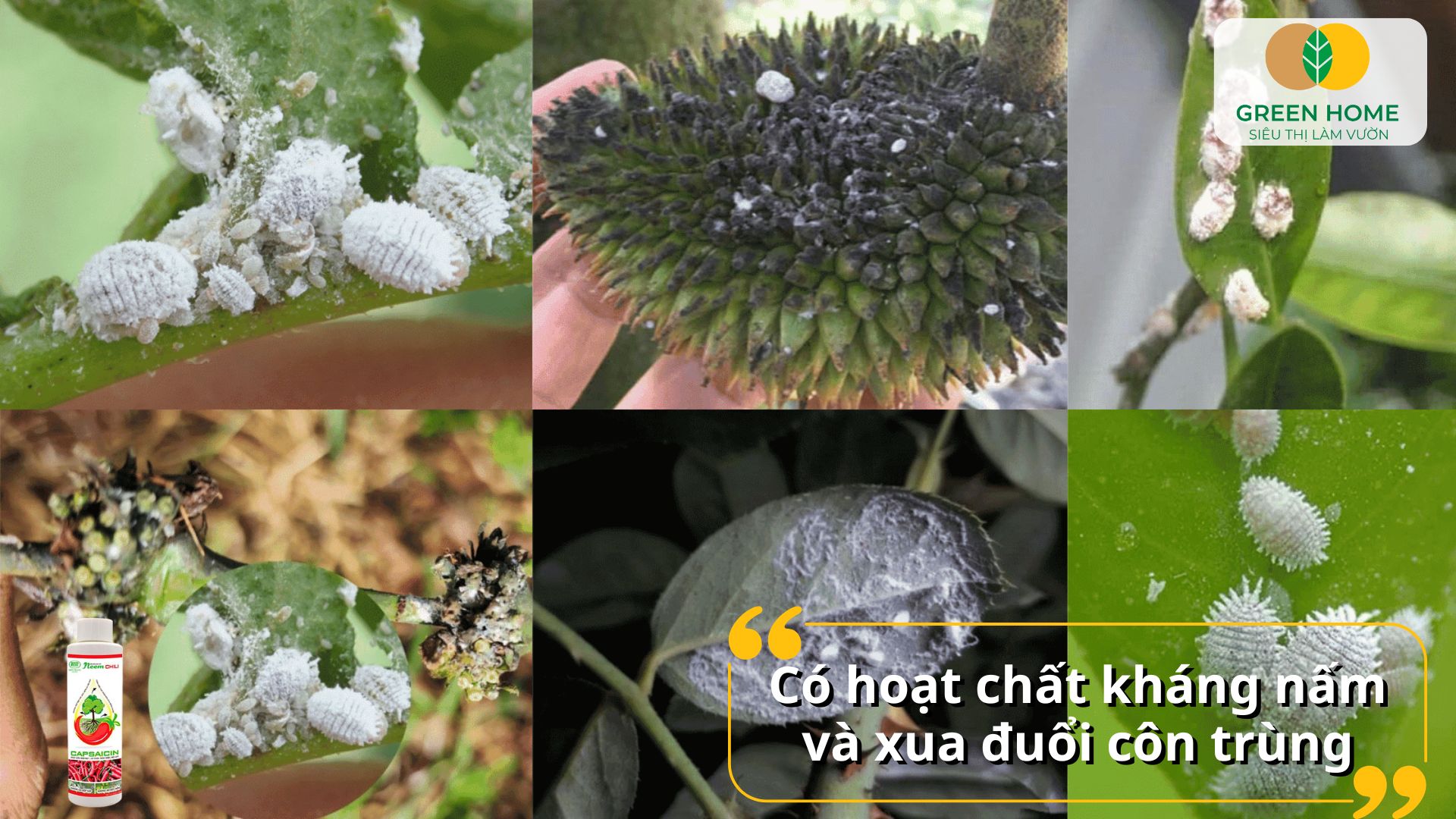 Dầu neem trị bọ trĩ được xem là thuốc trừ sâu sinh học phổ biến nhất
