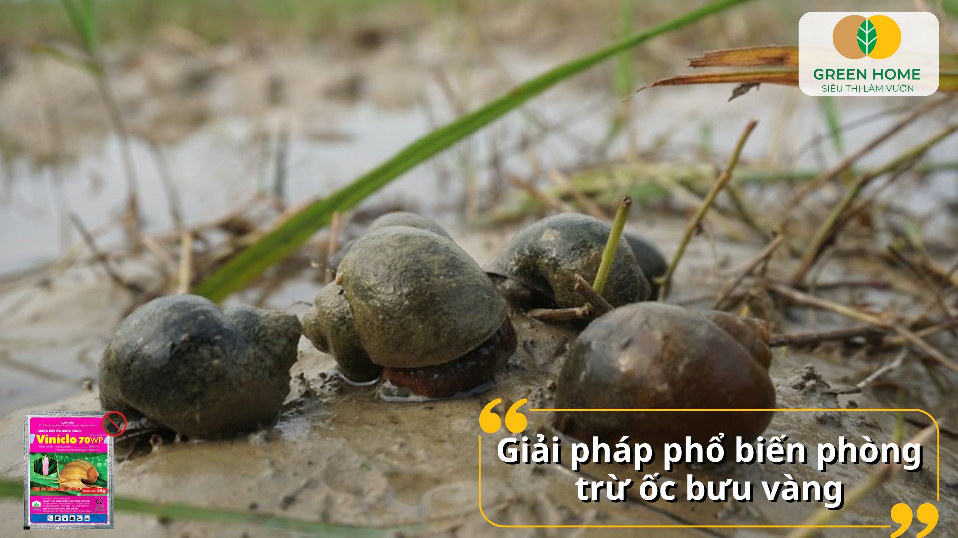 Giải pháp hữu hiệu từ thuốc diệt ốc bưu vàng Viniclo cho nông dân