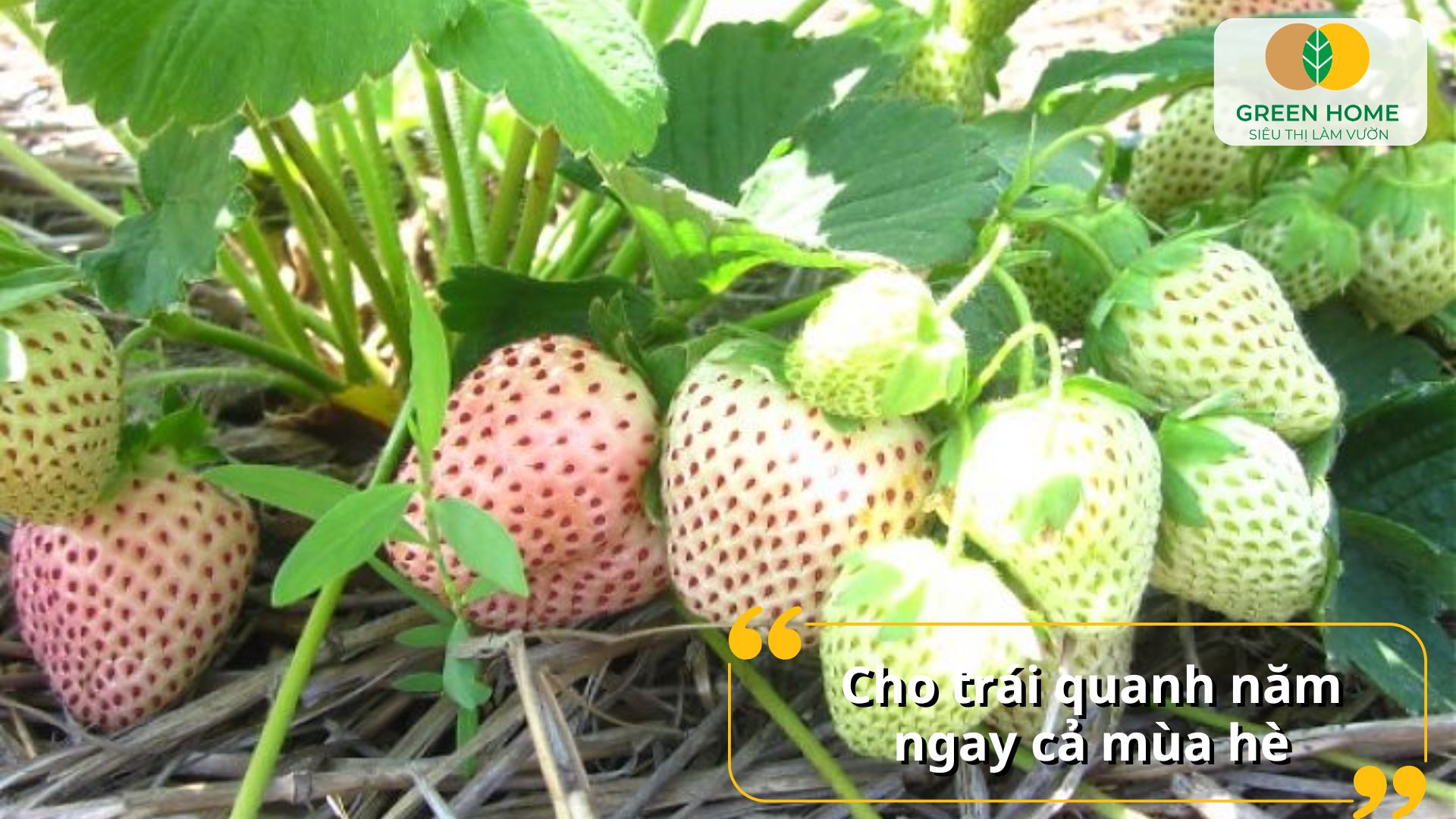 Giống dâu tây chịu nhiệt có thể trồng chậu hoặc trồng đất