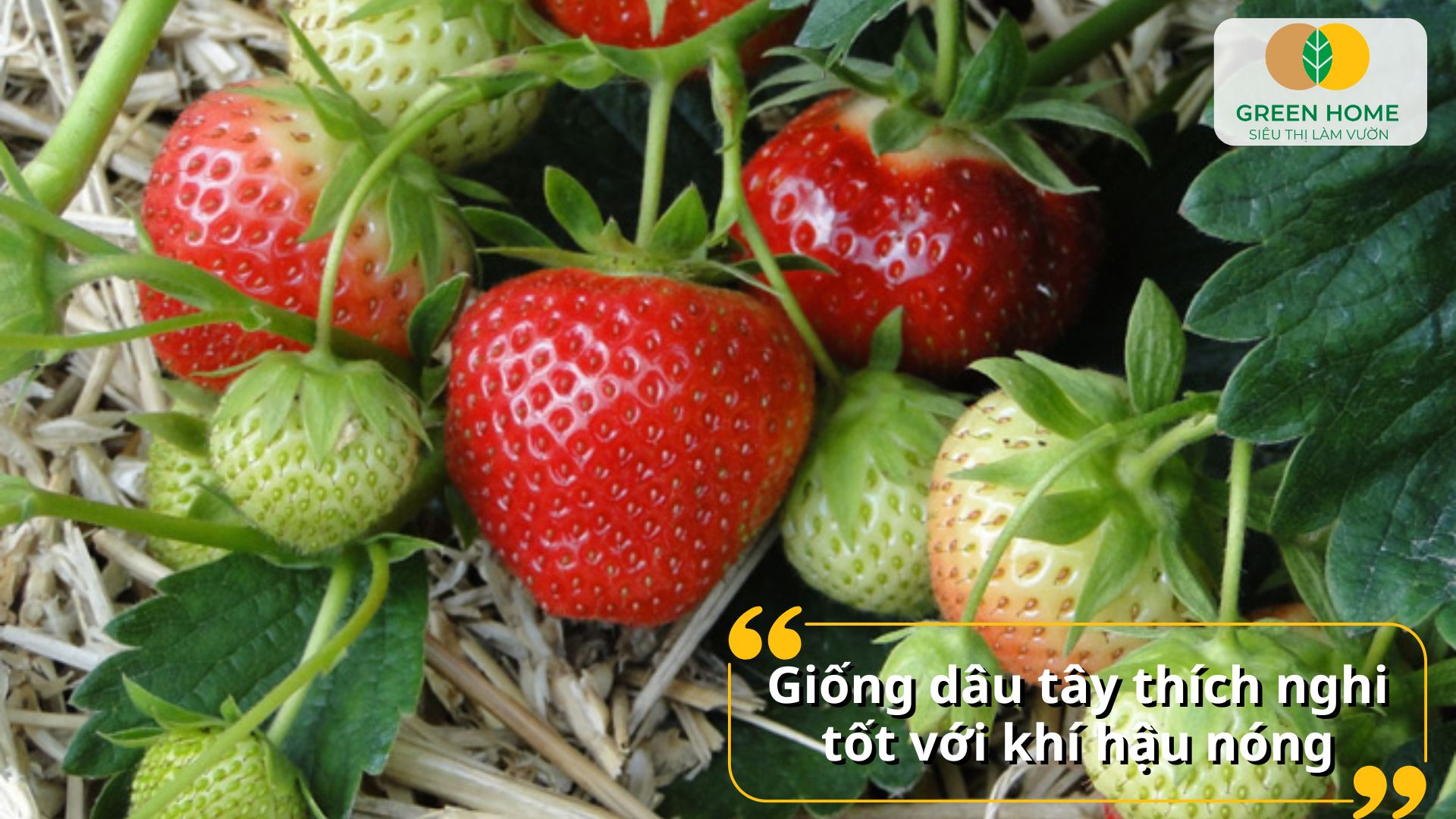 Giống dâu tây chịu nhiệt dễ ra hoa kết trái