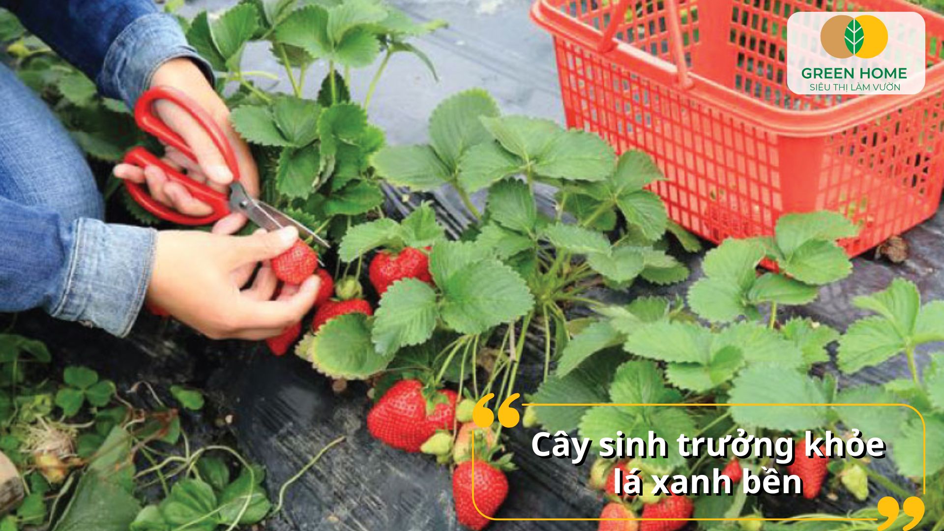 Giống dâu tây chịu nhiệt có thể trồng trong nhà kính hoặc ngoài trời