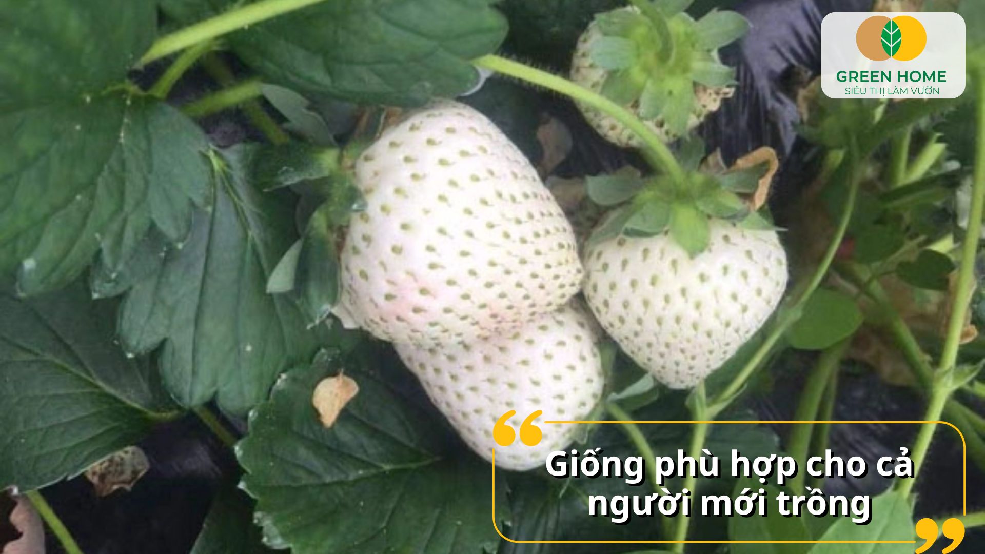 Giống dâu tây chịu nhiệt tiết kiệm chi phí chăm sóc
