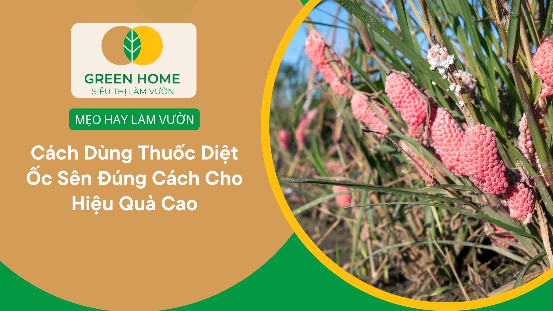Cách Dùng Thuốc Diệt Ốc Sên Đúng Cách Cho Hiệu Quả Cao