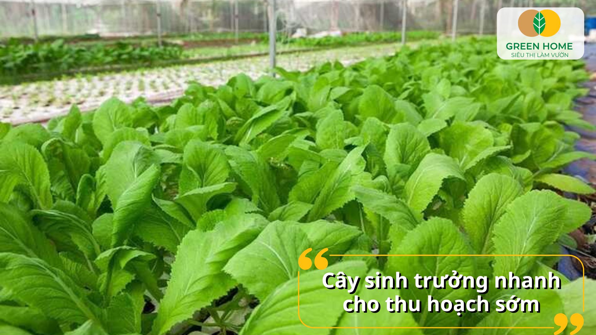 Hạt giống cải ngọt là lựa chọn tuyệt vời cho rau ăn lá ngọt mát