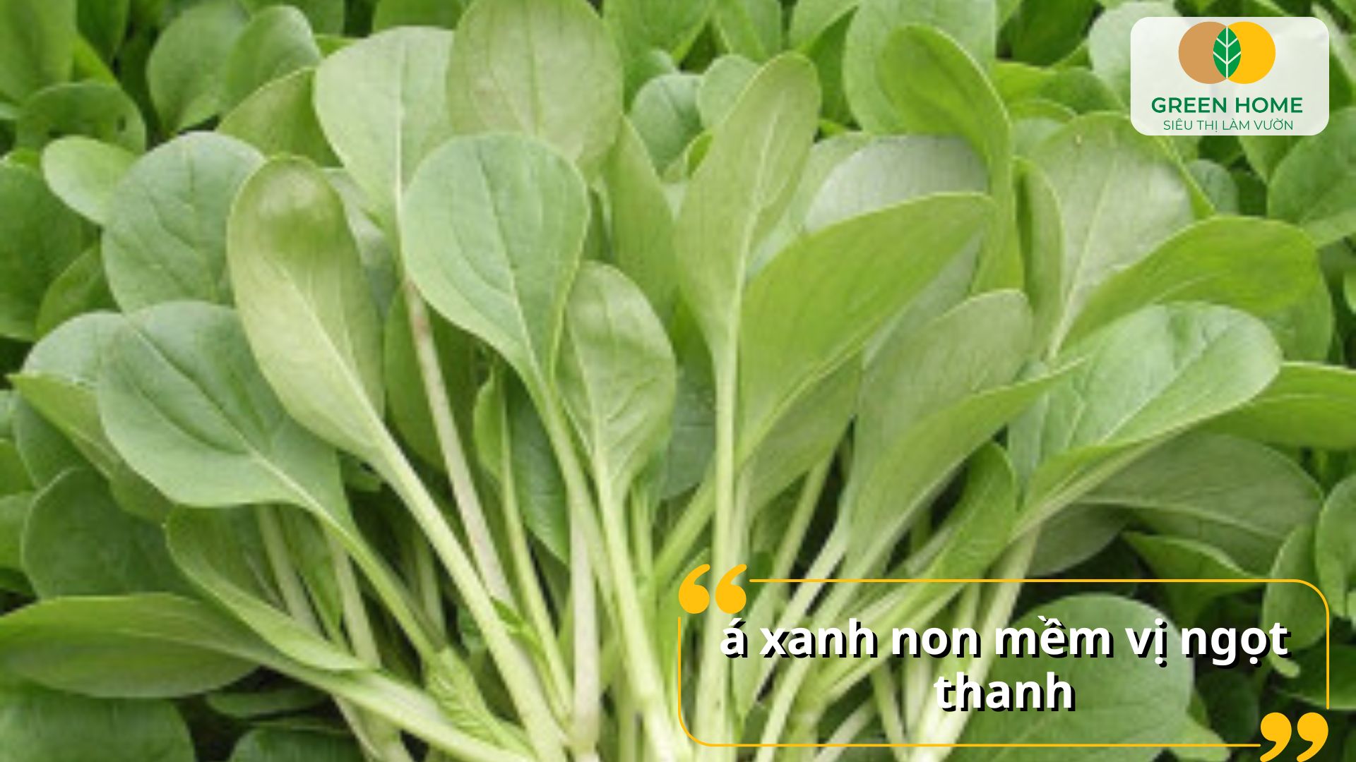 Hạt giống cải ngọt giúp tạo vườn rau xanh mát trong không gian nhỏ