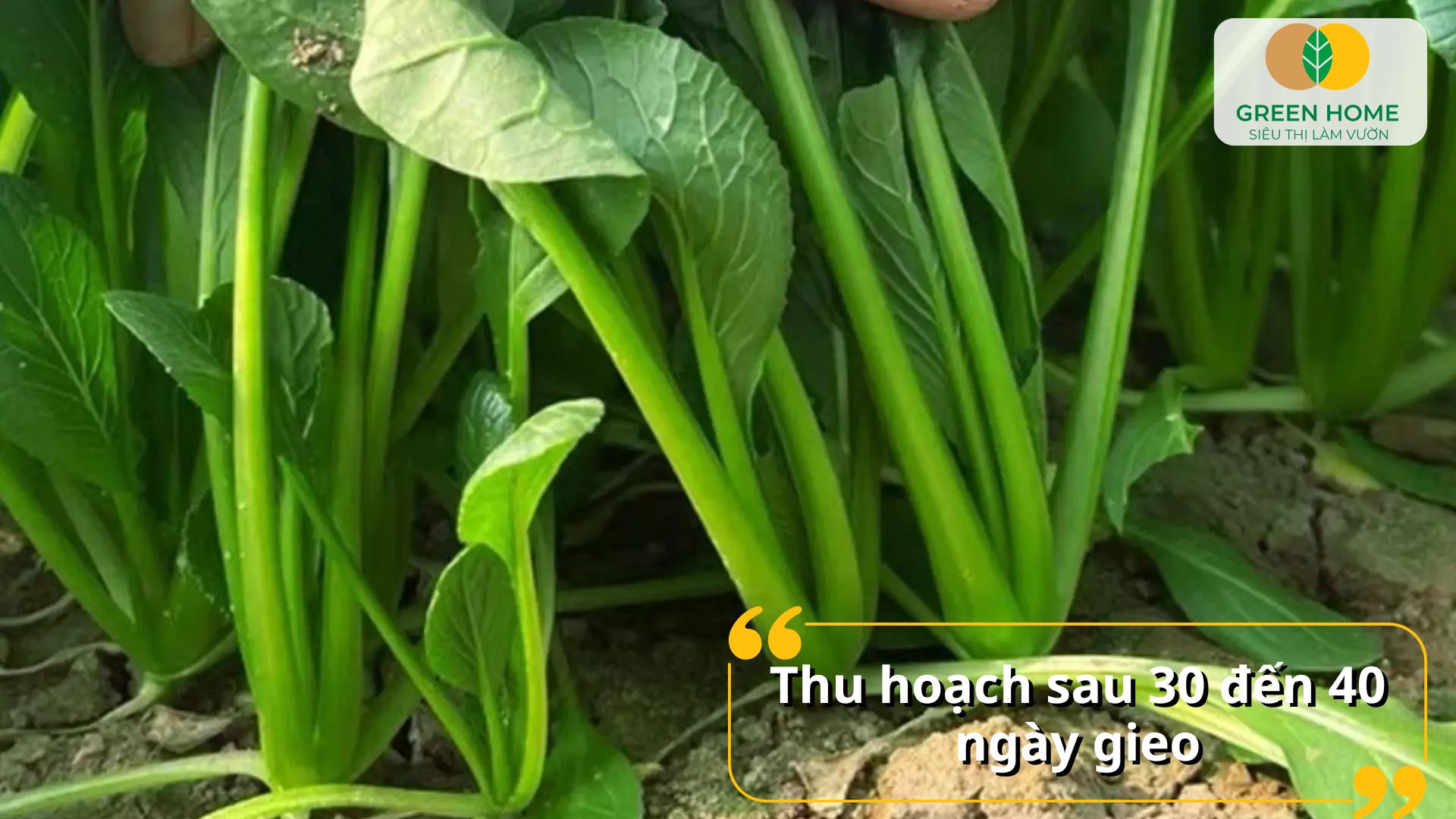 Hạt giống cải ngọt được tuyển chọn cho tỷ lệ nảy mầm cao