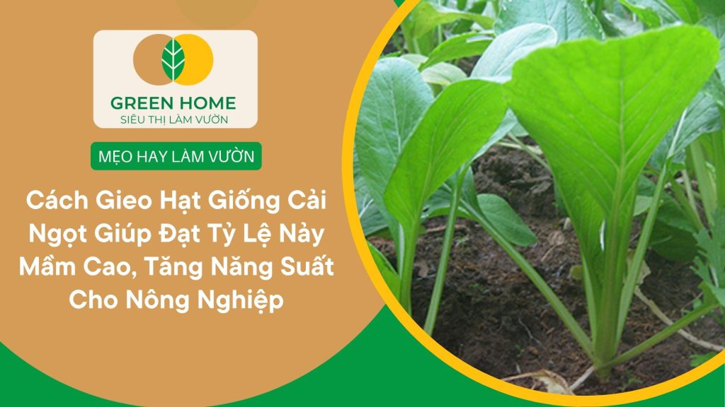 Hạt giống cải ngọt là lựa chọn hoàn hảo để bắt đầu trồng rau sạch