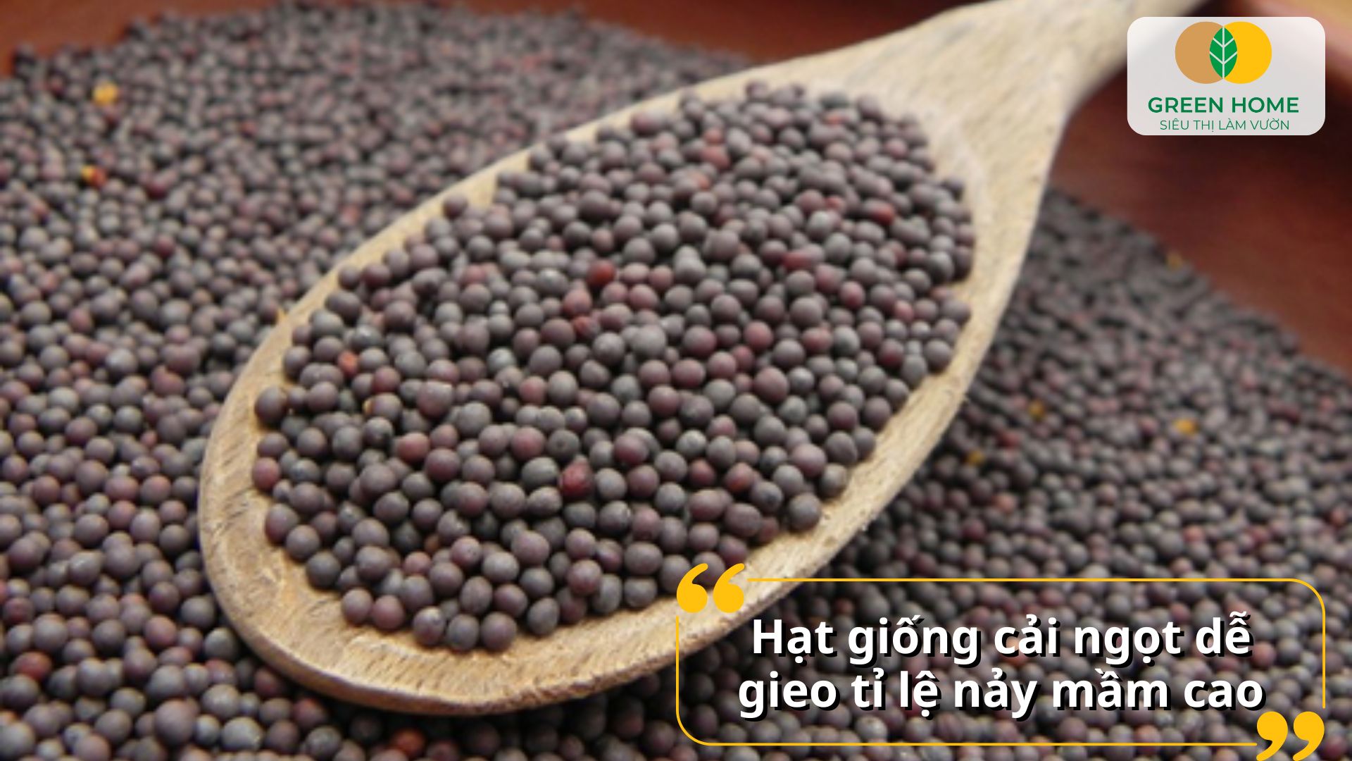 Hạt giống cải ngọt cho rau giàu vitamin và khoáng chất