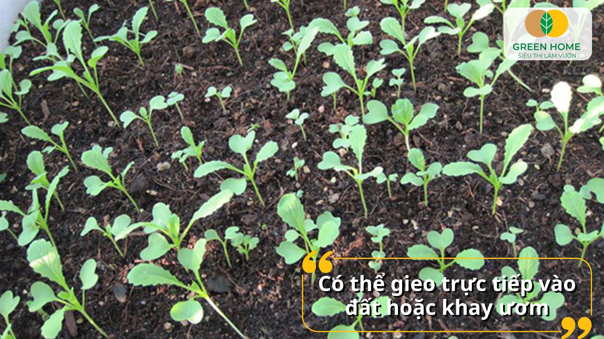 Hạt giống cải ngọt phù hợp mô hình vườn rau đô thị