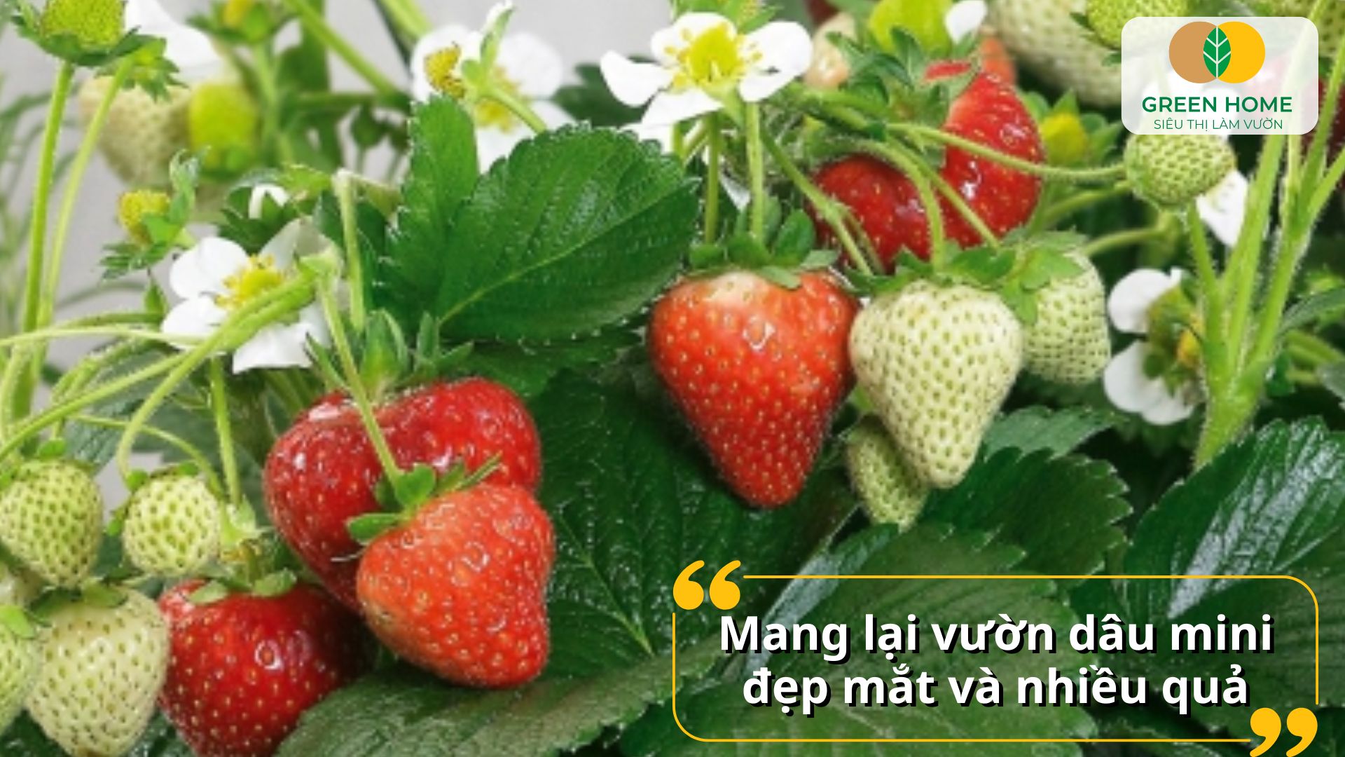 Hạt giống dâu tây chịu nhiệt giúp gia đình có nguồn quả sạch an toàn