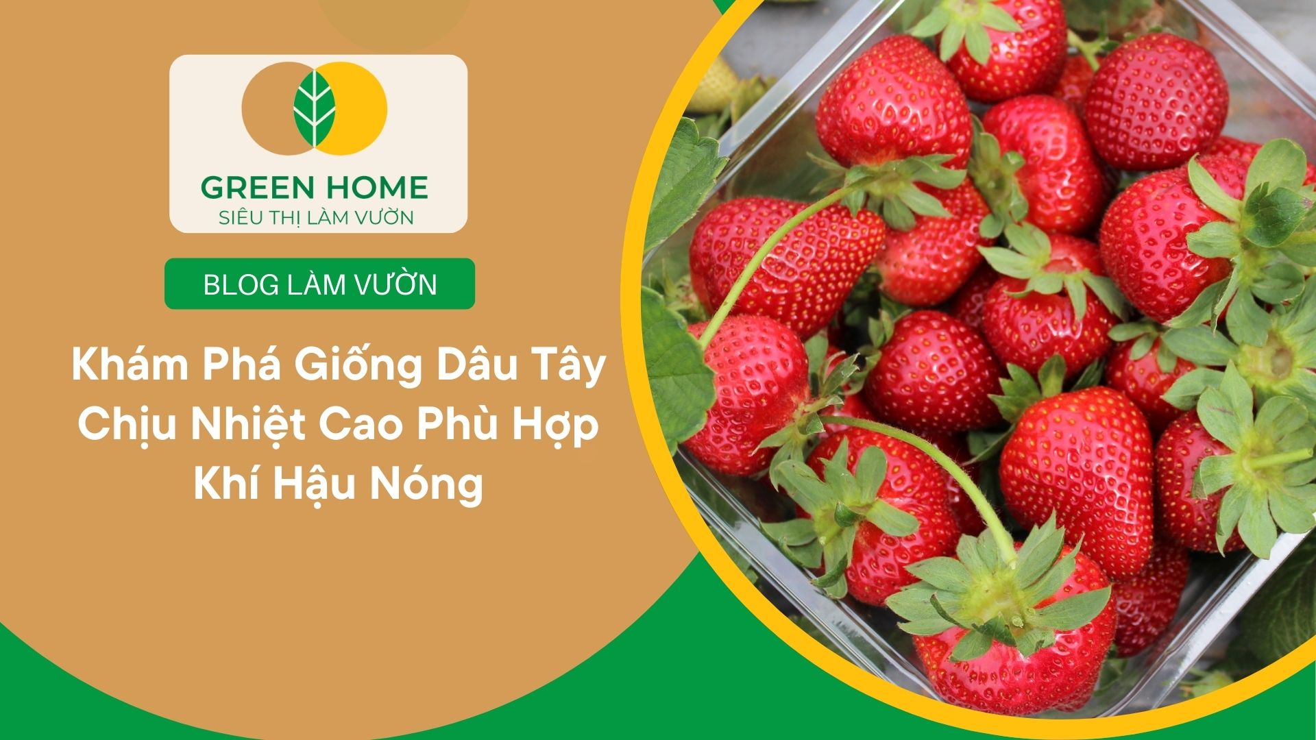 Khám Phá Giống Dâu Tây Chịu Nhiệt Cao Phù Hợp Khí Hậu Nóng