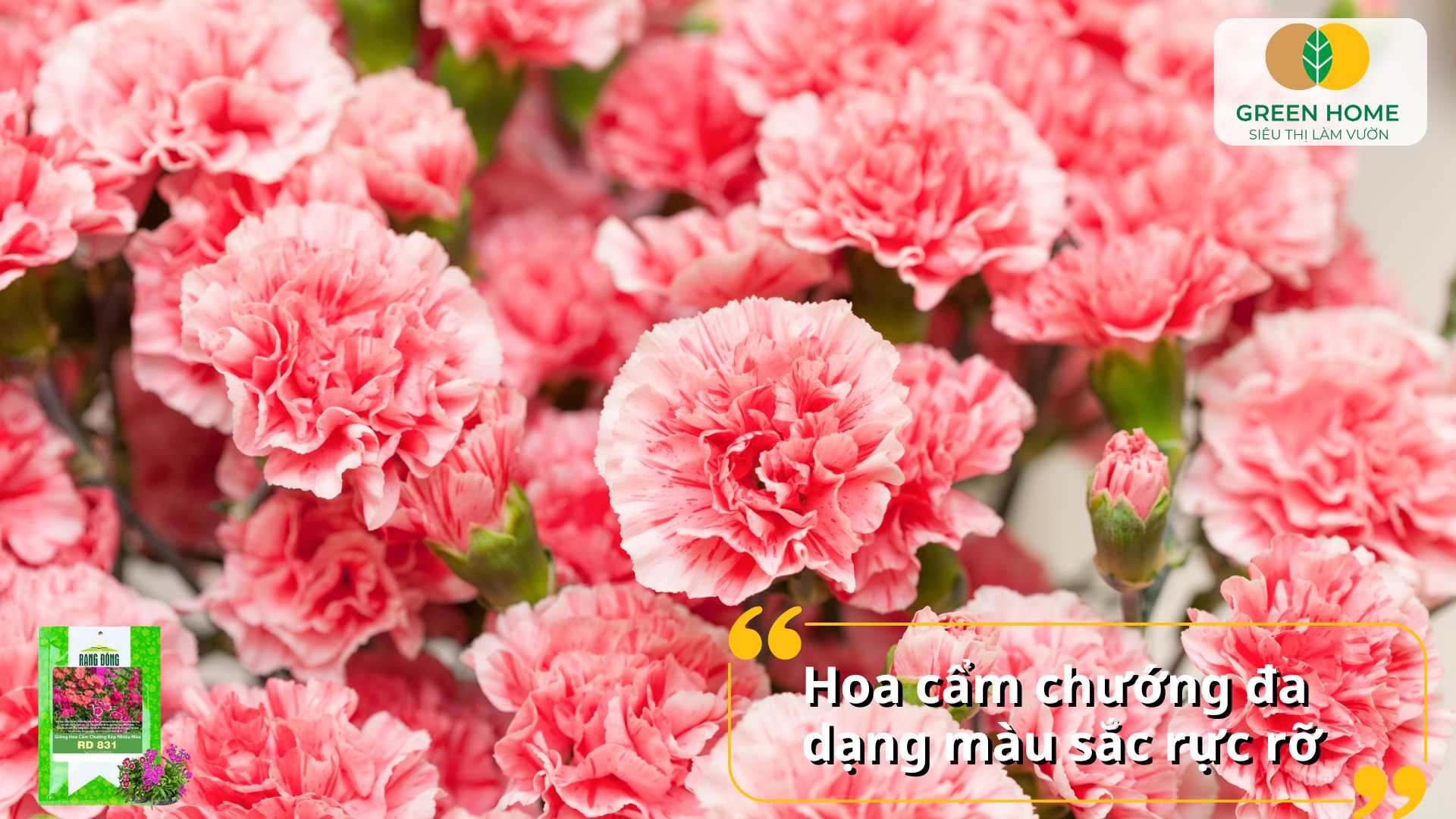 Nguồn hạt giống hoa cẩm chướng chất lượng cao, dễ trồng