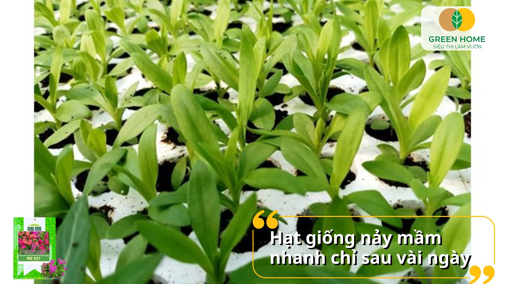 Hạt giống hoa cẩm chướng đa dạng màu sắc, hình dáng