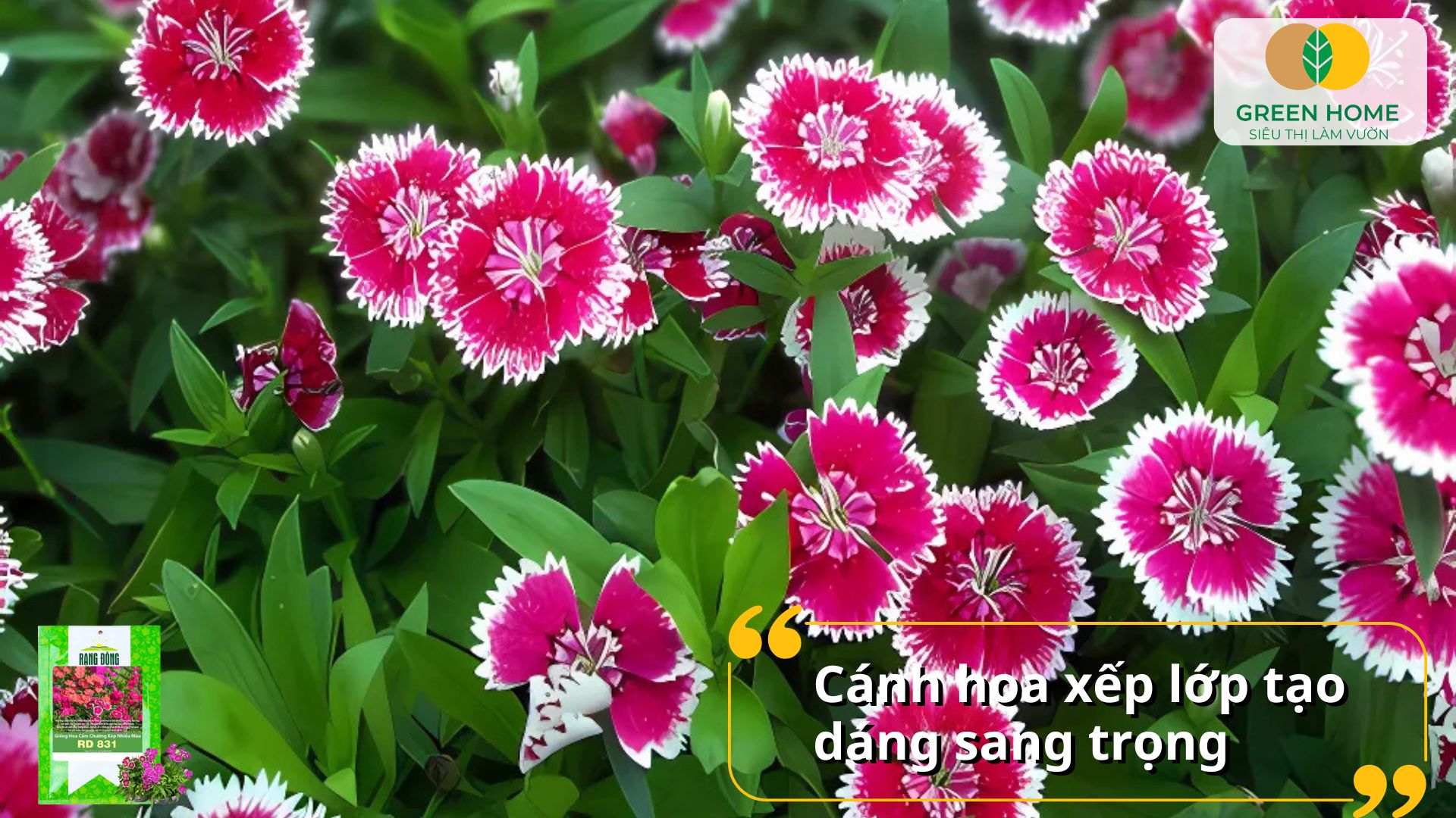 Hạt giống hoa cẩm chướng cho hoa lâu tàn, bền màu
