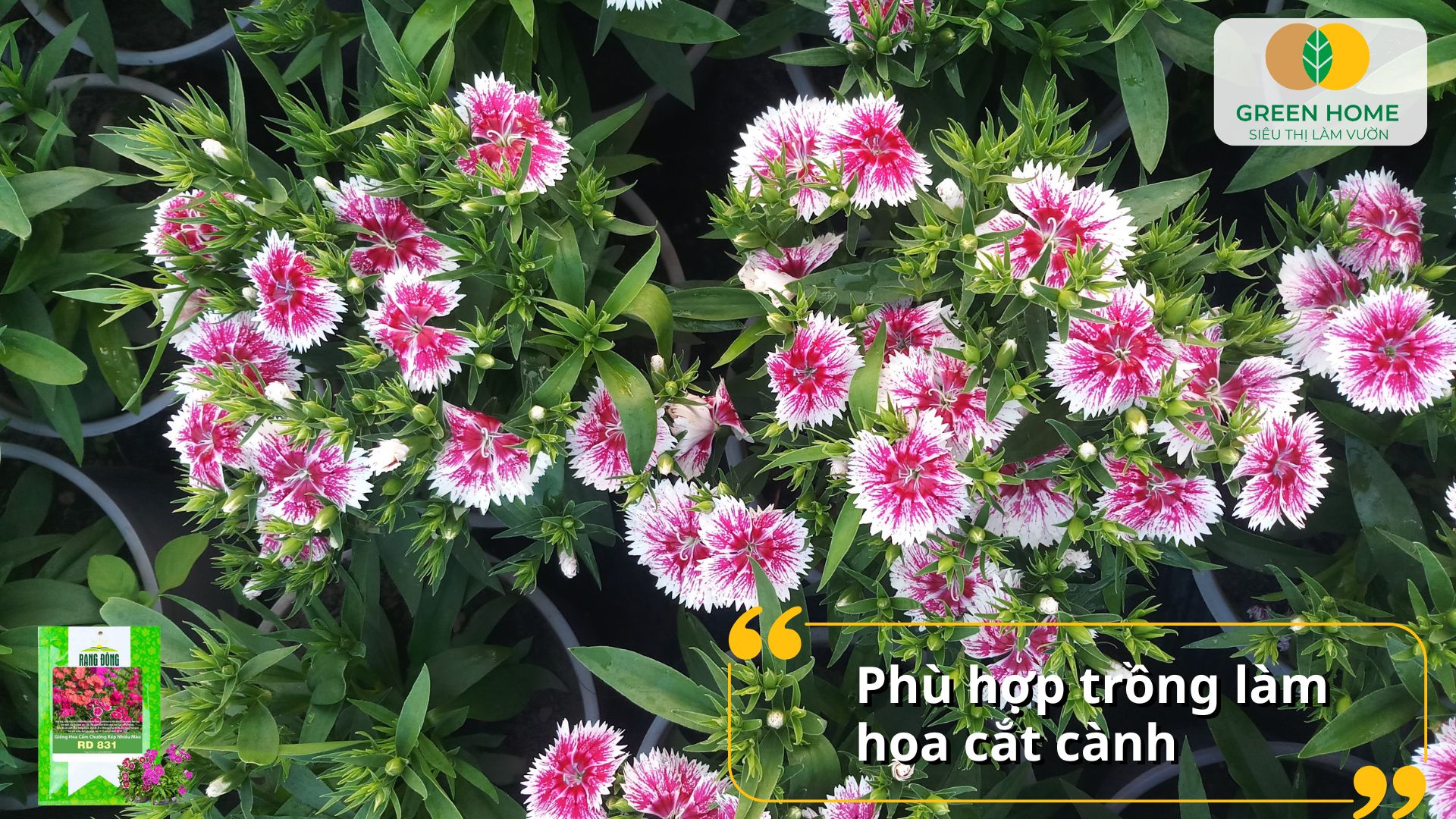 Tạo điểm nhấn sân vườn với hạt giống hoa cẩm chướng