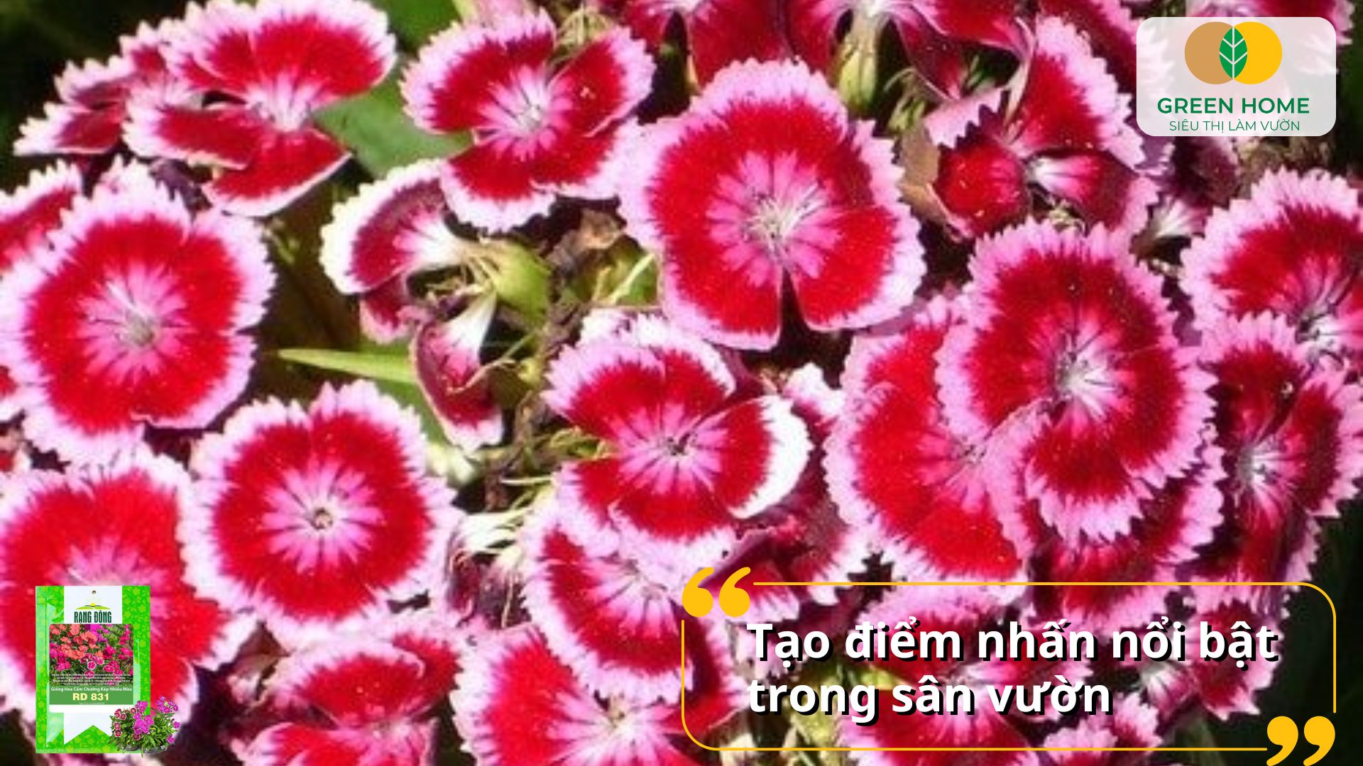 Hạt giống hoa cẩm chướng dễ chăm sóc, phù hợp mọi khí hậu