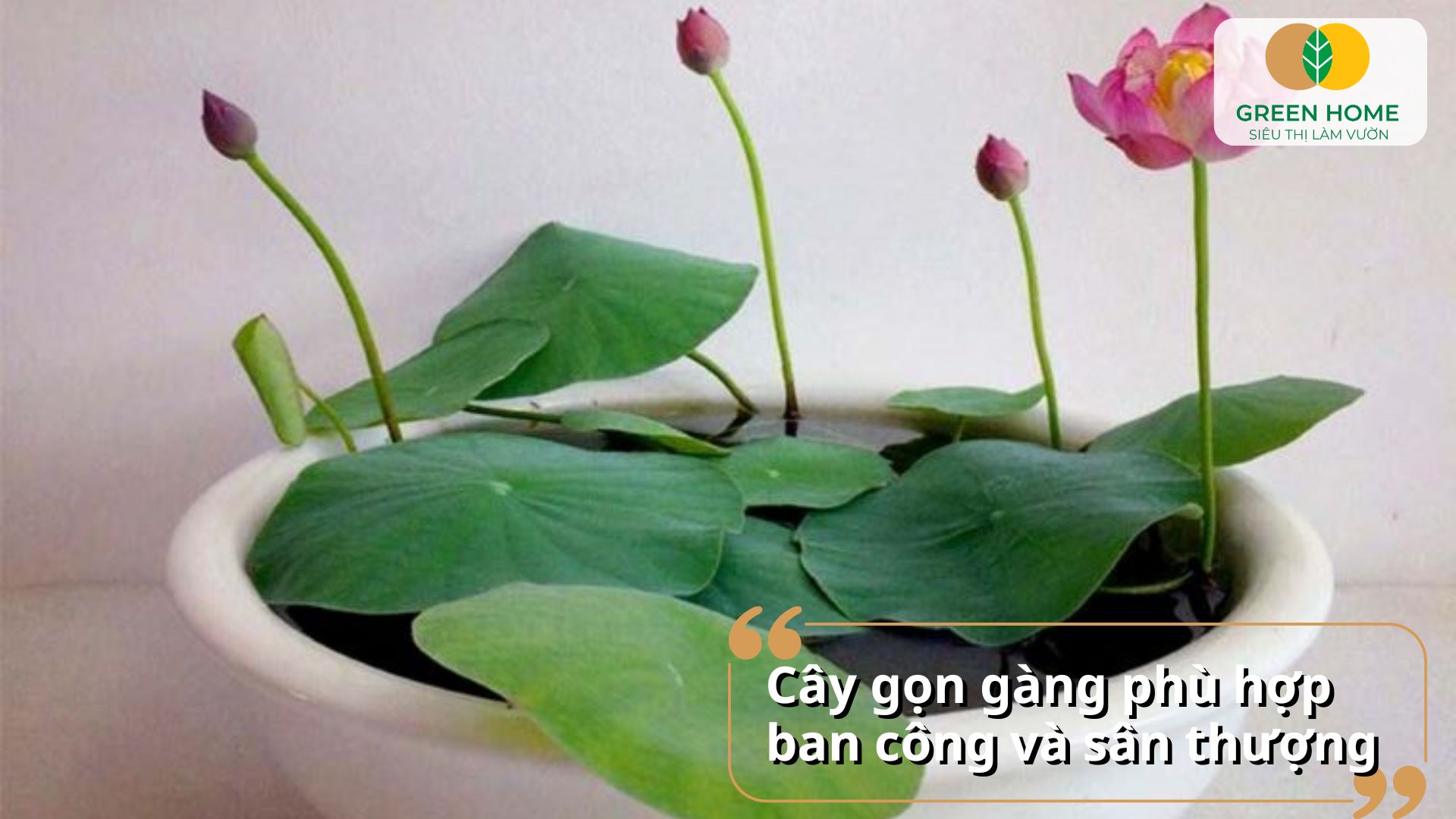 Trang trí hồ nước thêm sinh động với hạt sen mini Nhật Bản