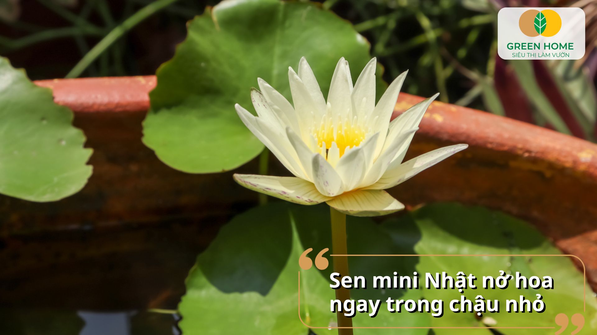 Vẻ đẹp tinh tế từ hạt sen mini Nhật Bản khi nở rộ