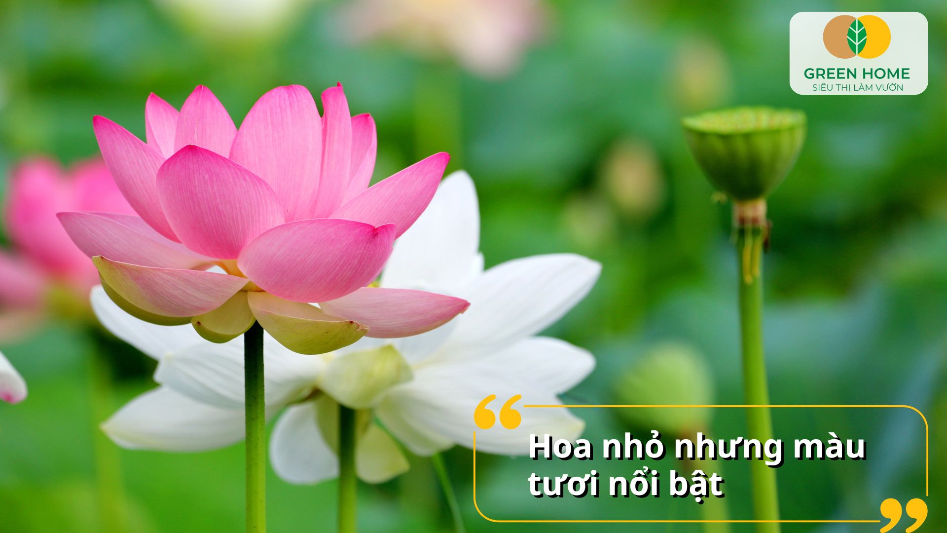 Tô điểm tiểu cảnh với hạt sen mini Nhật Bản