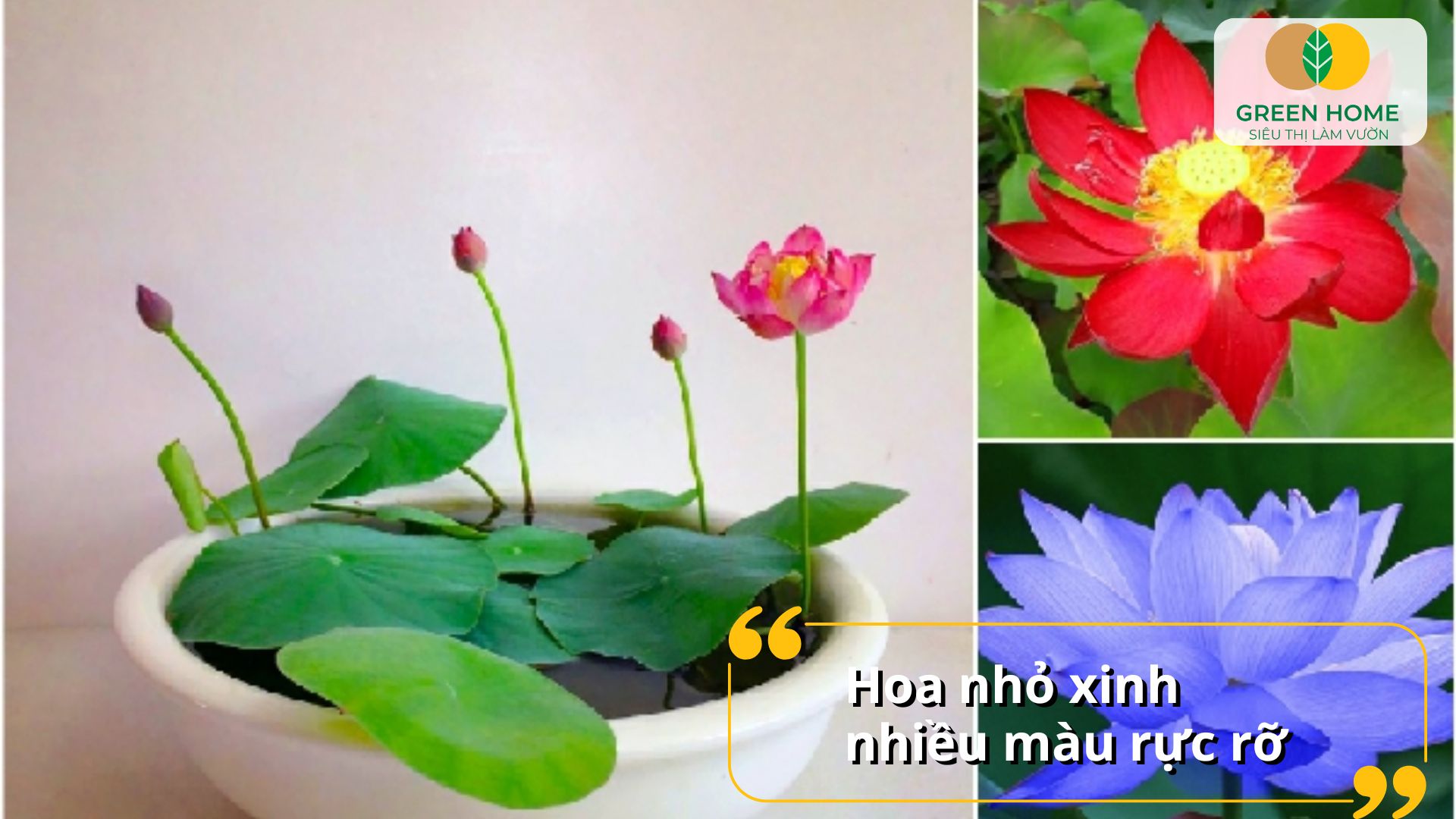 Hạt sen mini Nhật Bản phù hợp trồng trong chậu nhỏ