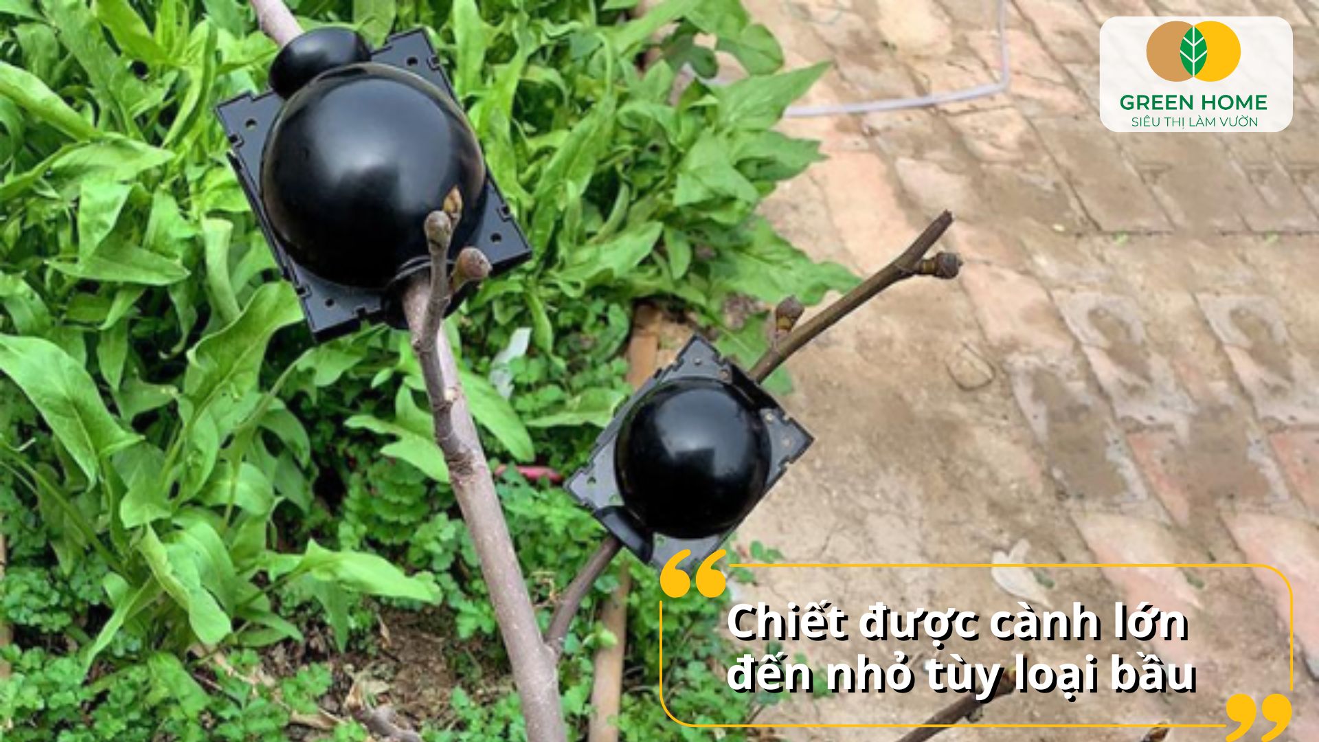 Tiết kiệm thời gian và công sức nhờ bầu chiết cành chuyên dụng