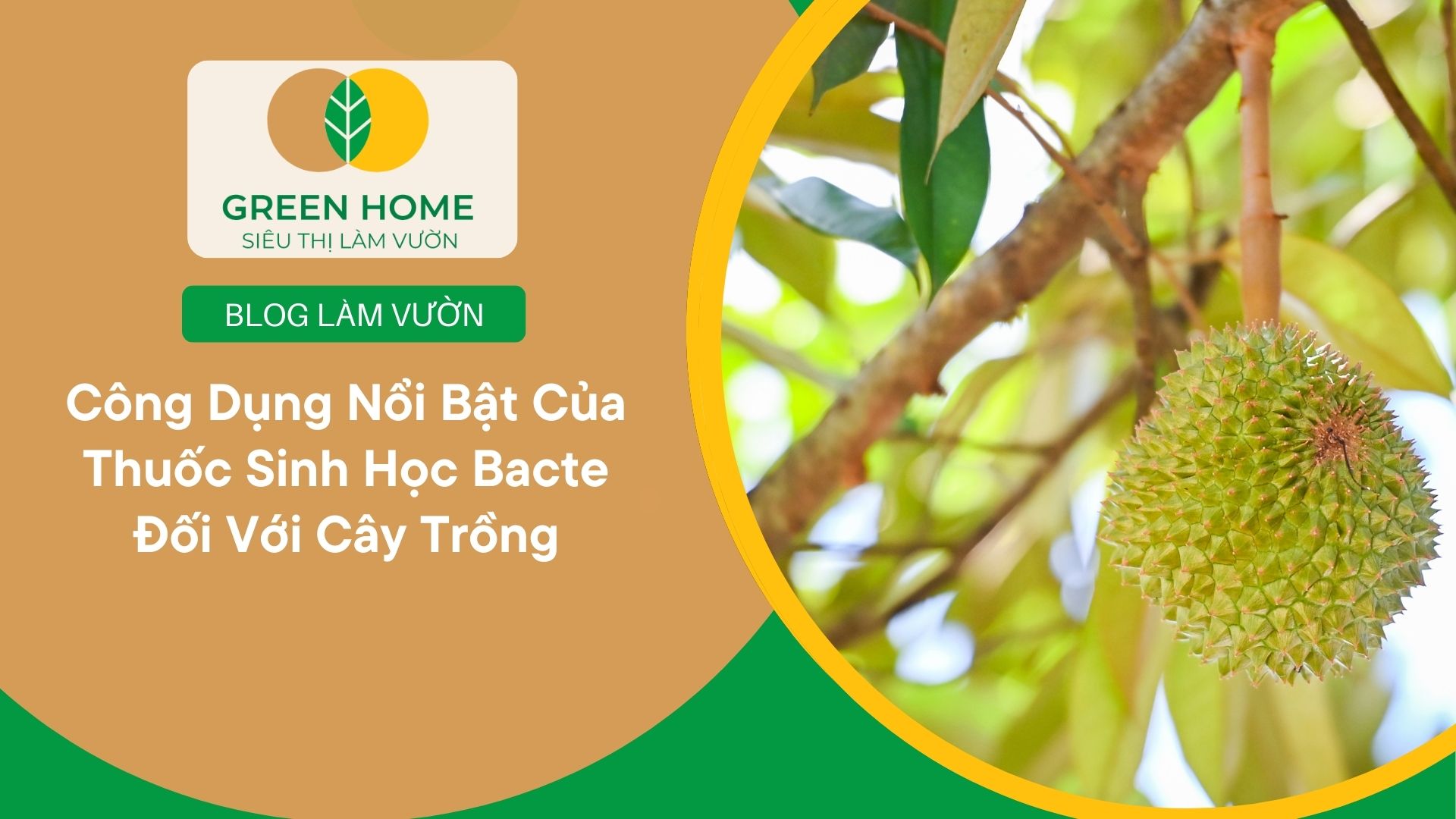 Công Dụng Nổi Bật Của Thuốc Sinh Học Bacte Đối Với Cây Trồng