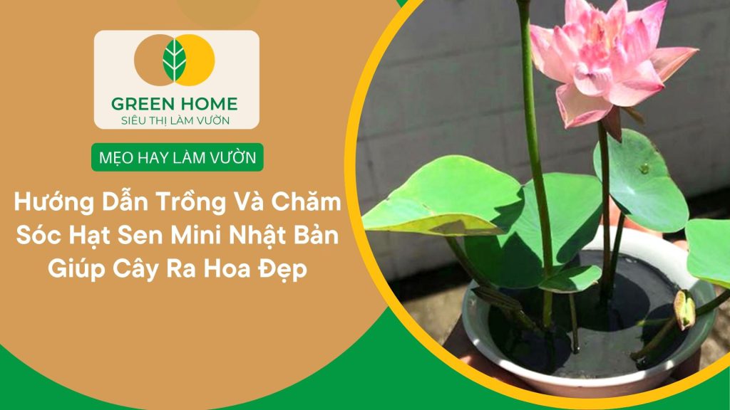 Hạt sen mini Nhật Bản cho hương thơm nhẹ nhàng