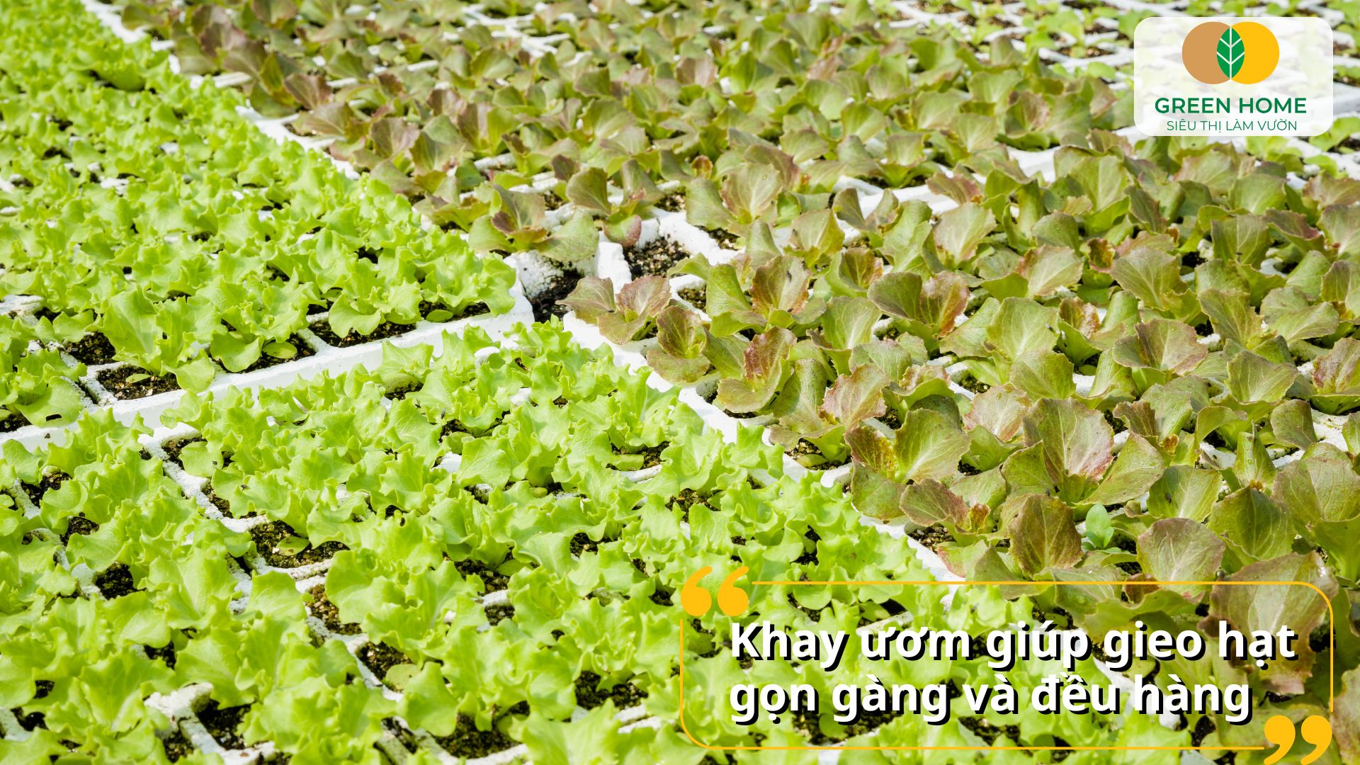 Khay ươm hạt giống nhựa cứng, tái sử dụng nhiều lần