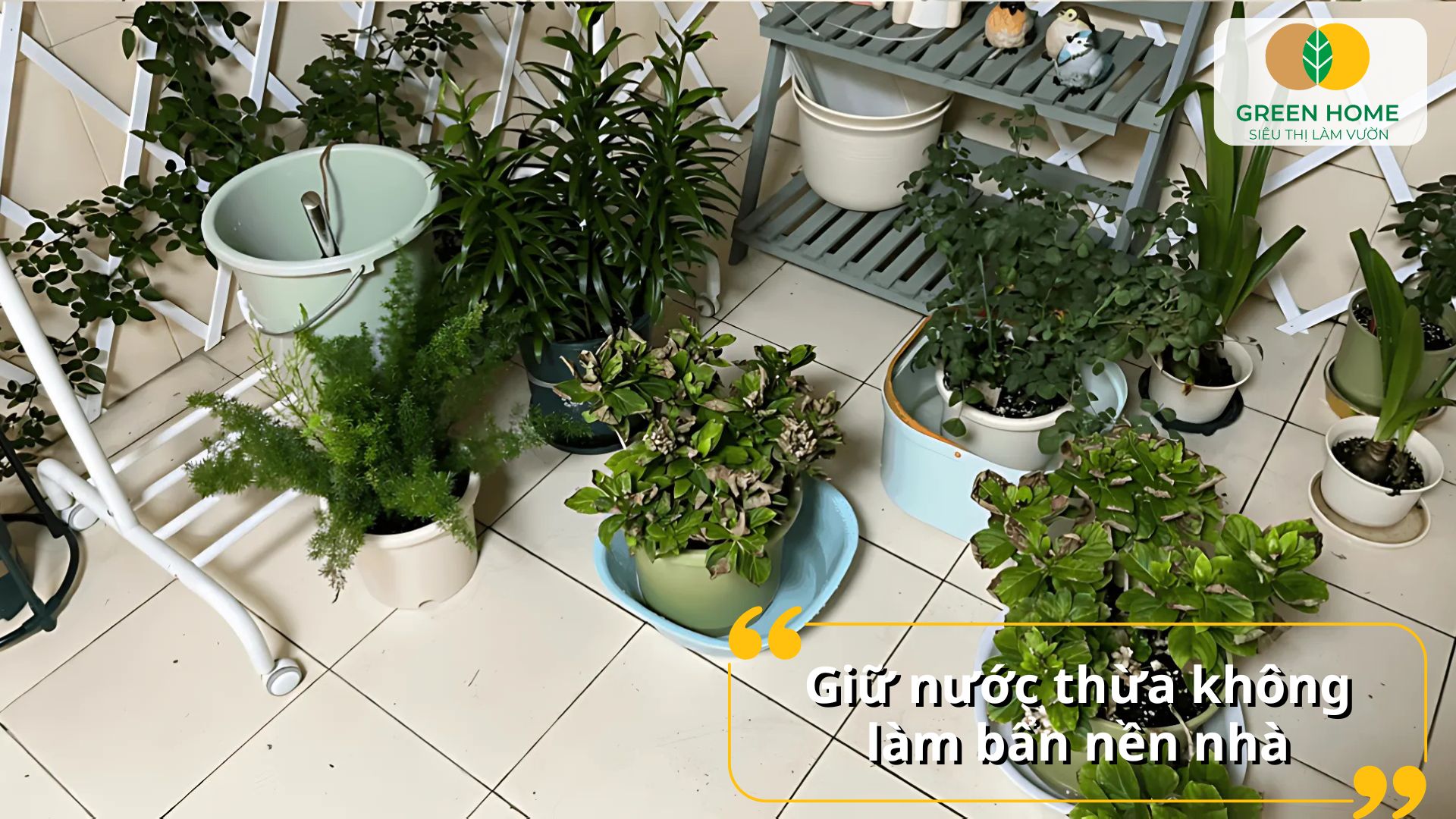 Đĩa lót chậu cây giúp thoát nước dư thừa mà không gây bẩn sàn