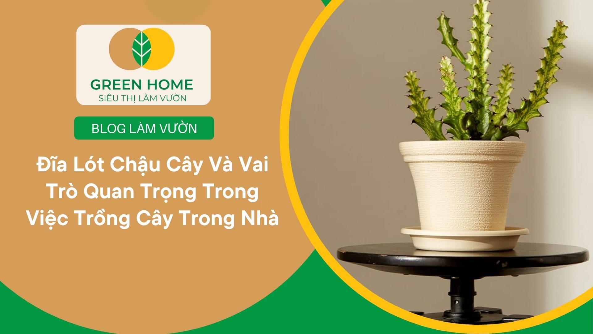 Đĩa Lót Chậu Cây Và Vai Trò Quan Trọng Trong Việc Trồng Cây Trong Nhà