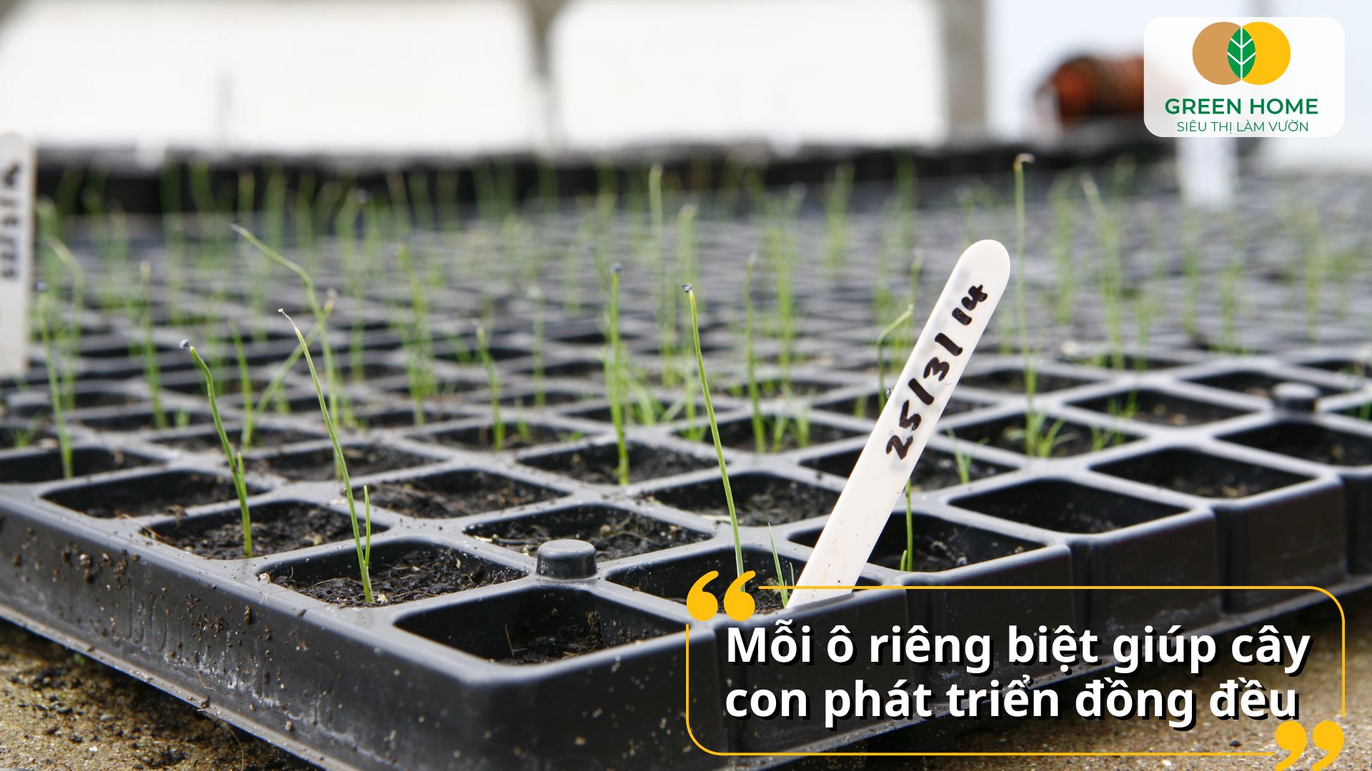 Giải pháp gieo trồng thông minh với khay ươm hạt giống