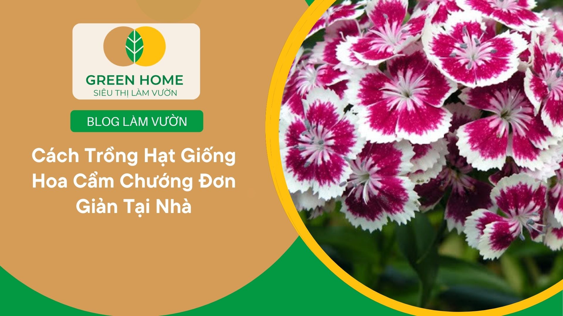 Cách Trồng Hạt Giống Hoa Cẩm Chướng Đơn Giản Tại Nhà