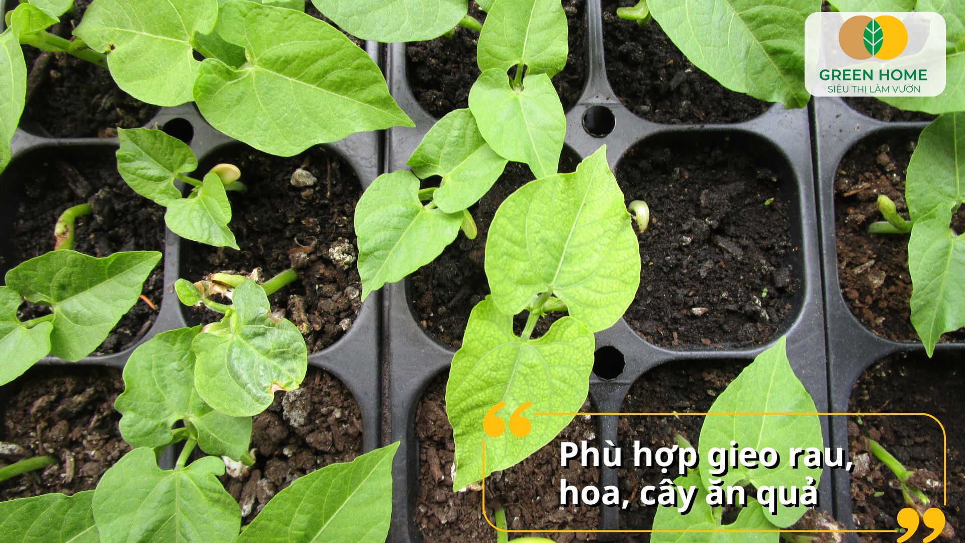 Tối ưu quá trình ươm trồng với khay ươm hạt giống