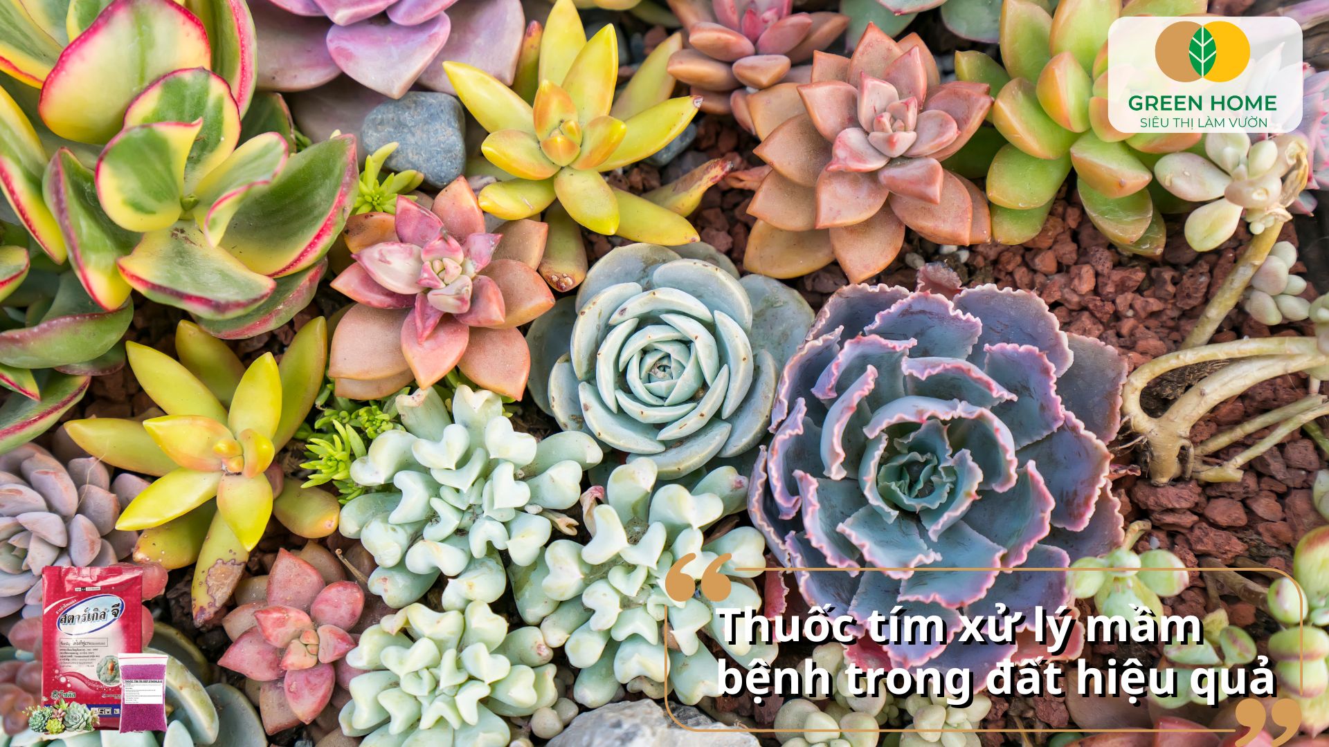 Xử lý rễ thối bằng thuốc tím cho sen đá nhẹ nhàng, an toàn
