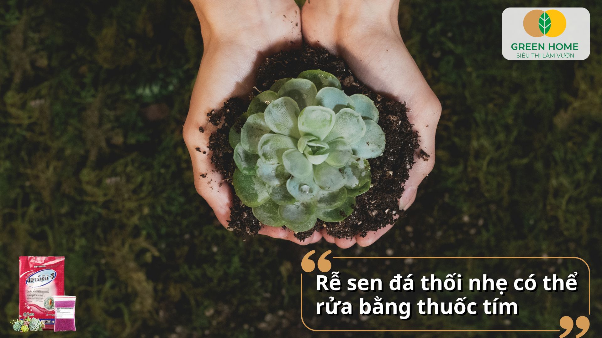 Sát trùng vết cắt lá sen đá bằng thuốc tím pha loãng