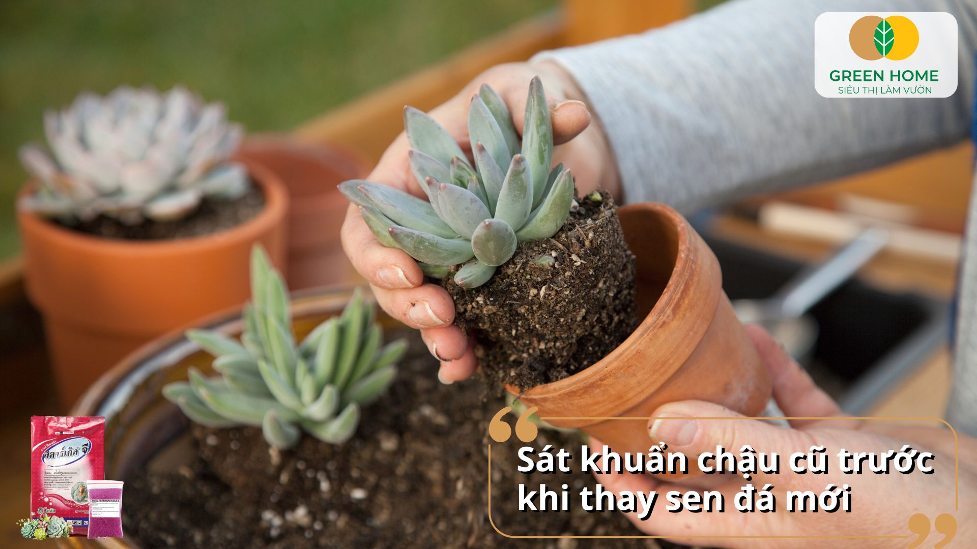 Trước khi trồng lại, ngâm sen đá vào thuốc tím pha loãng vài phút