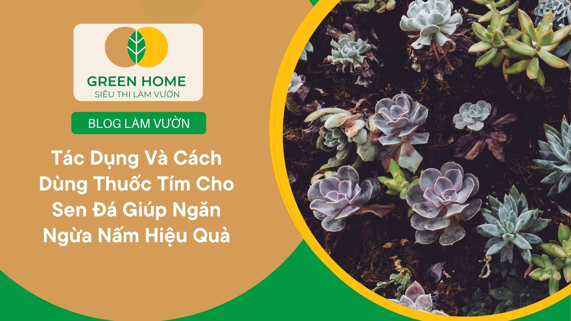 Tác Dụng Và Cách Dùng Thuốc Tím Cho Sen Đá Giúp Ngăn Ngừa Nấm Hiệu Quả
