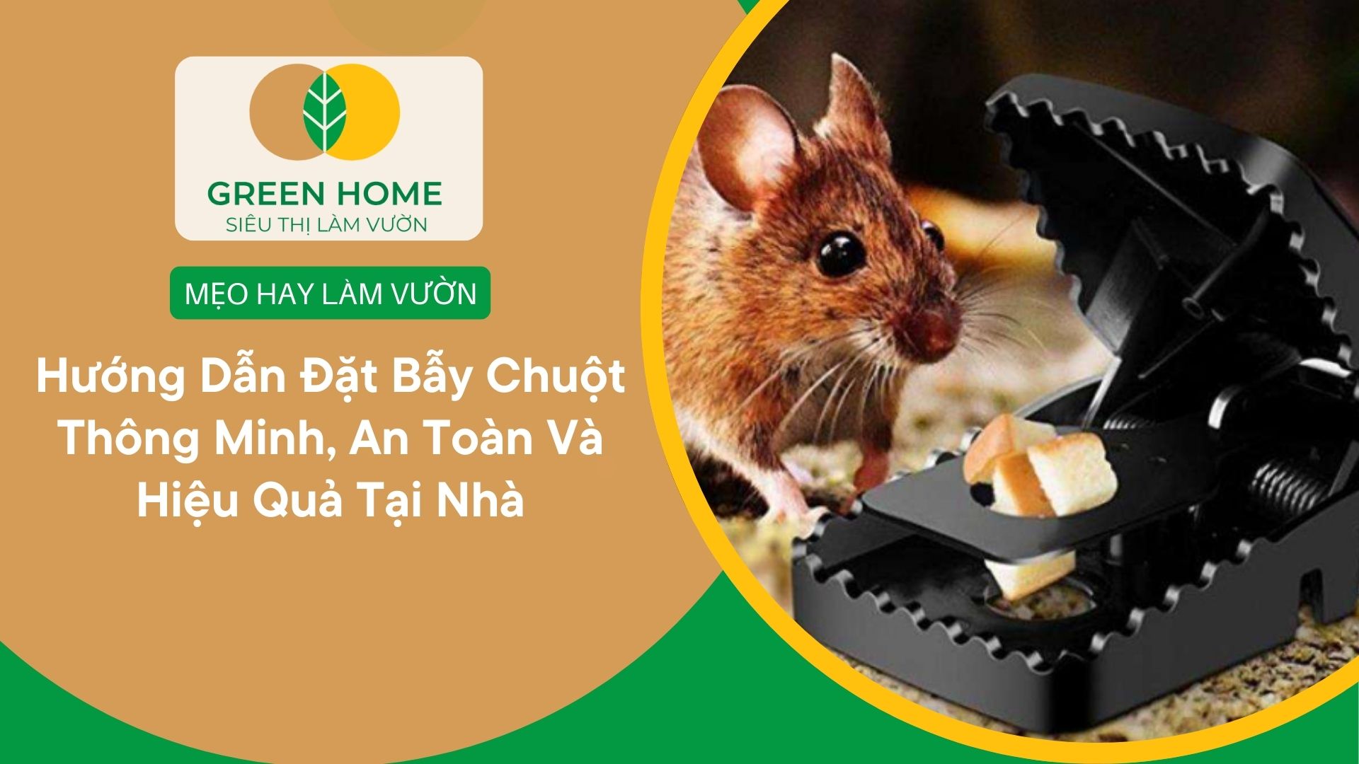 Hướng Dẫn Đặt Bẫy Chuột Thông Minh, An Toàn Và Hiệu Quả Tại Nhà